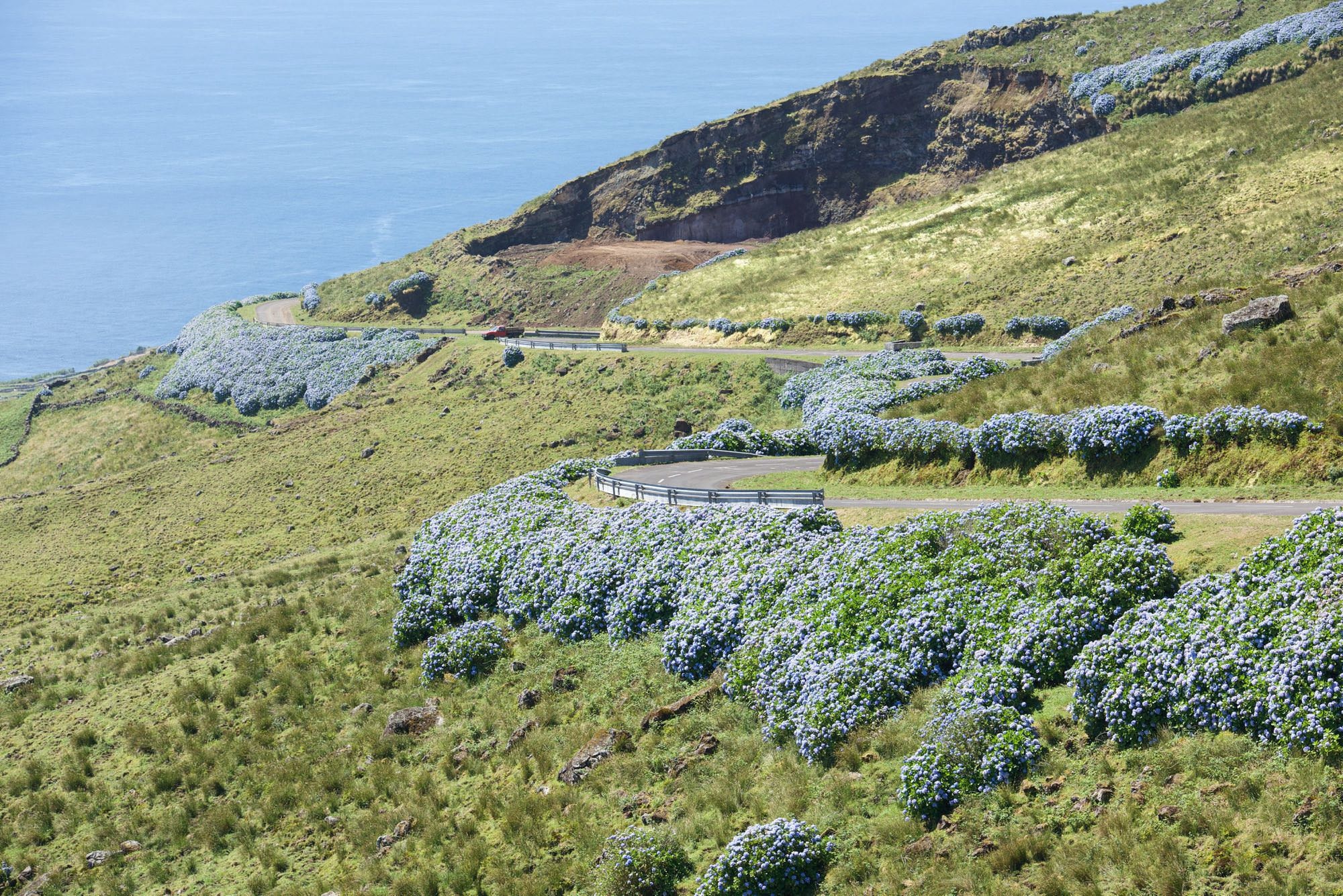 Die Straße zum Caldeirão ist gesäumt von hohen Hortensienhecken