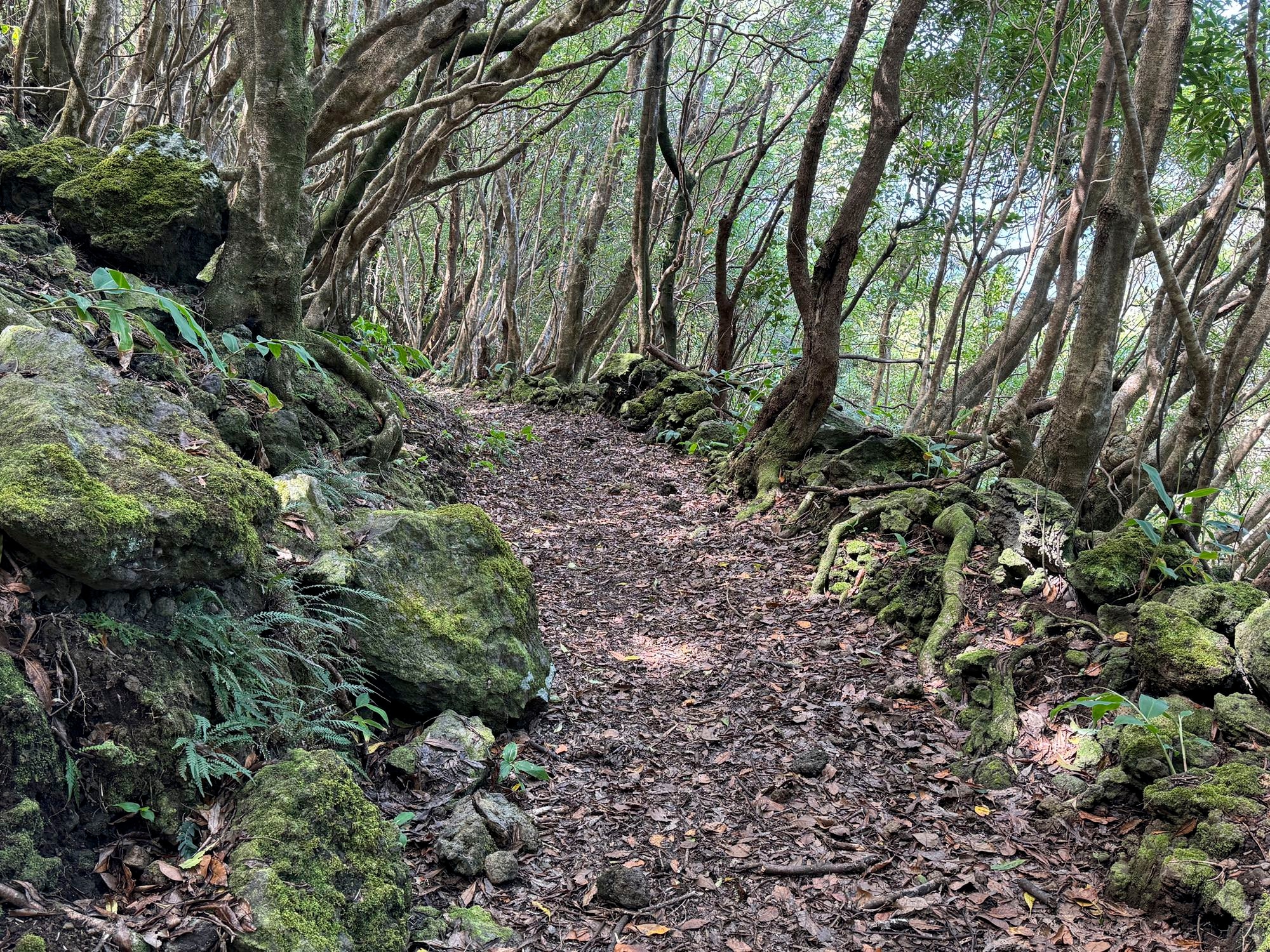 Waldweg hinab nach Terra Alta