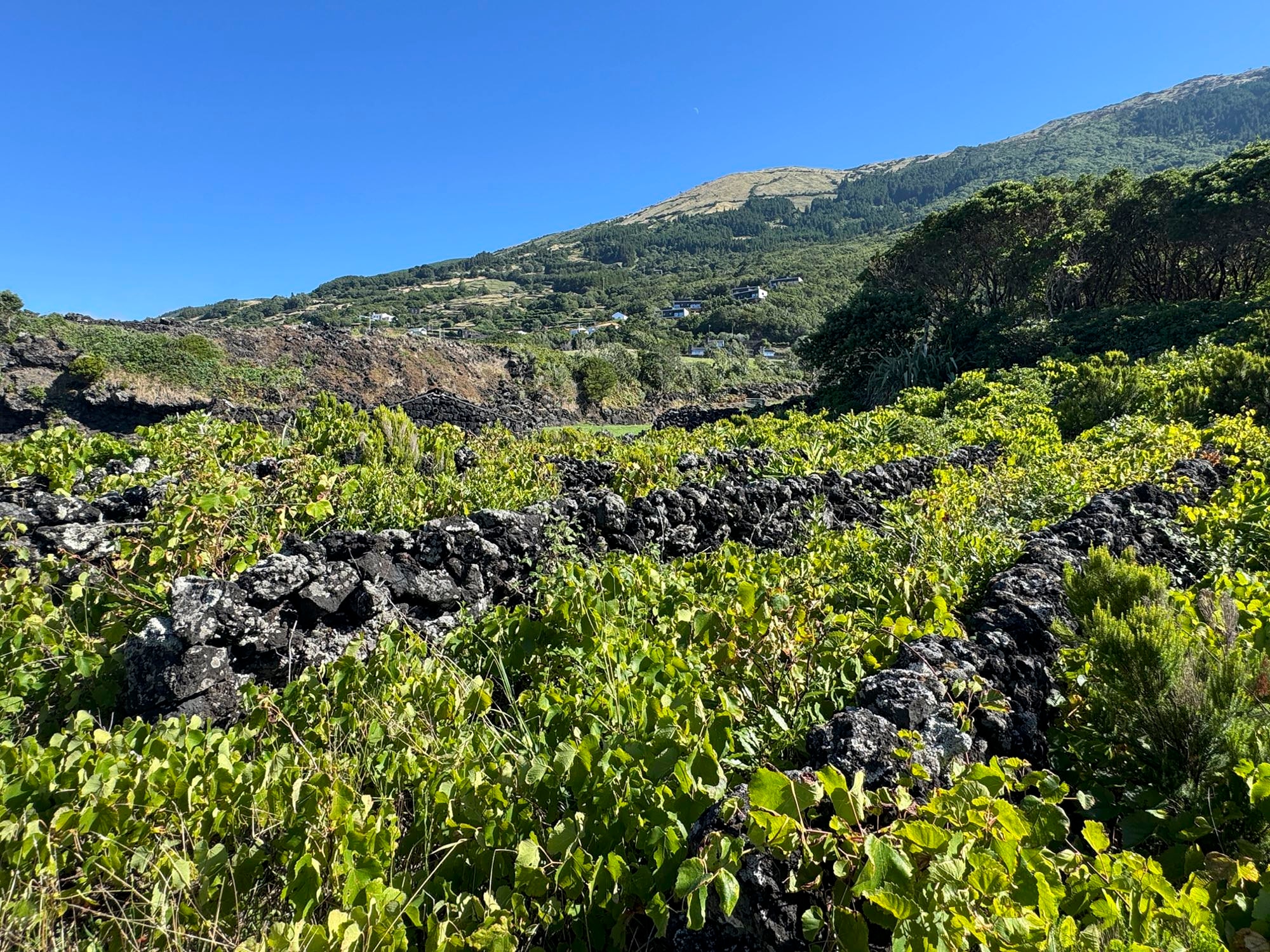 Weinanbaufelder in Santo Amaro