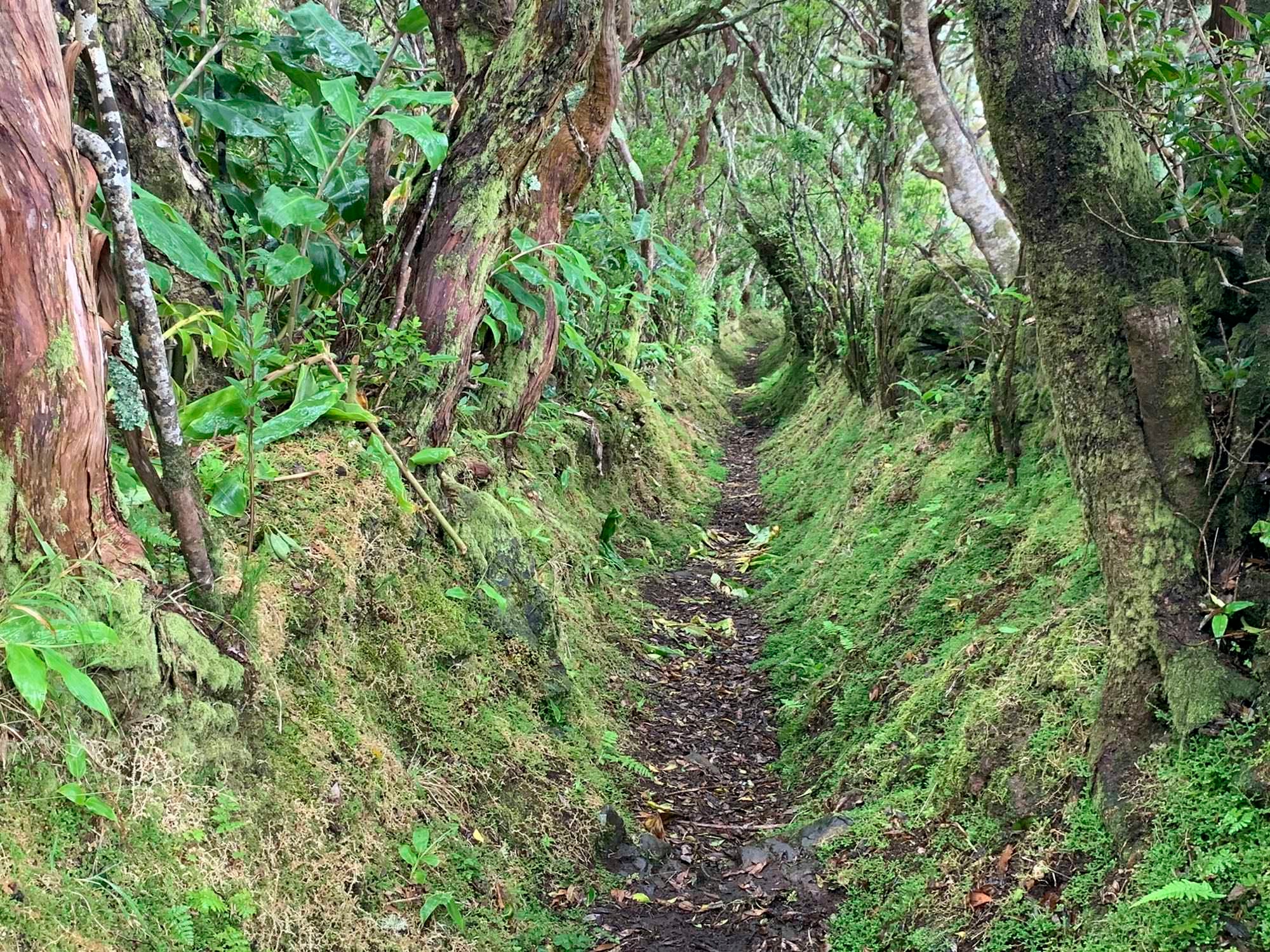 Aufstiegsweg zum Pico Alto