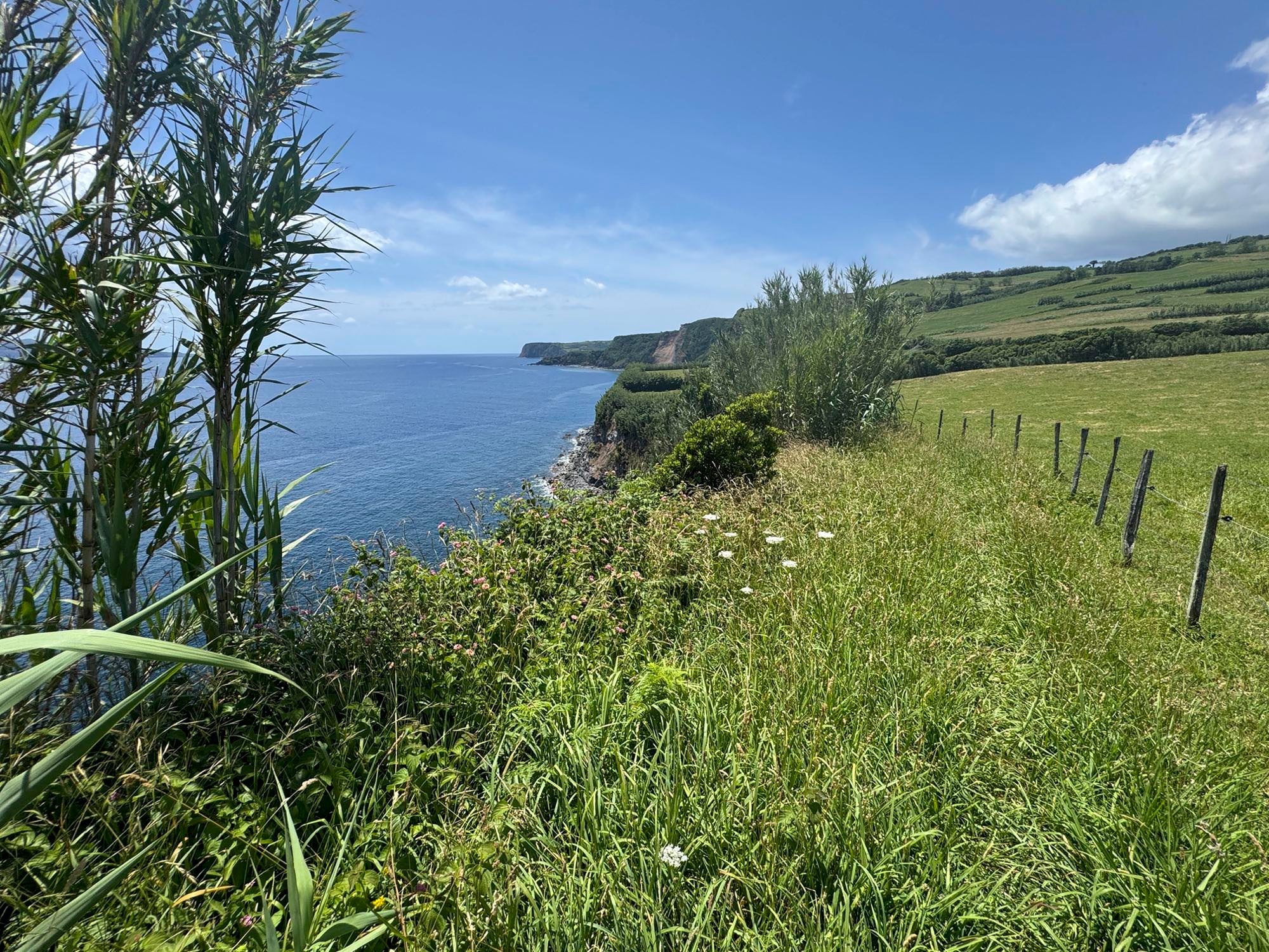 Rückweg nach Ribeirinha entlang von Weideland