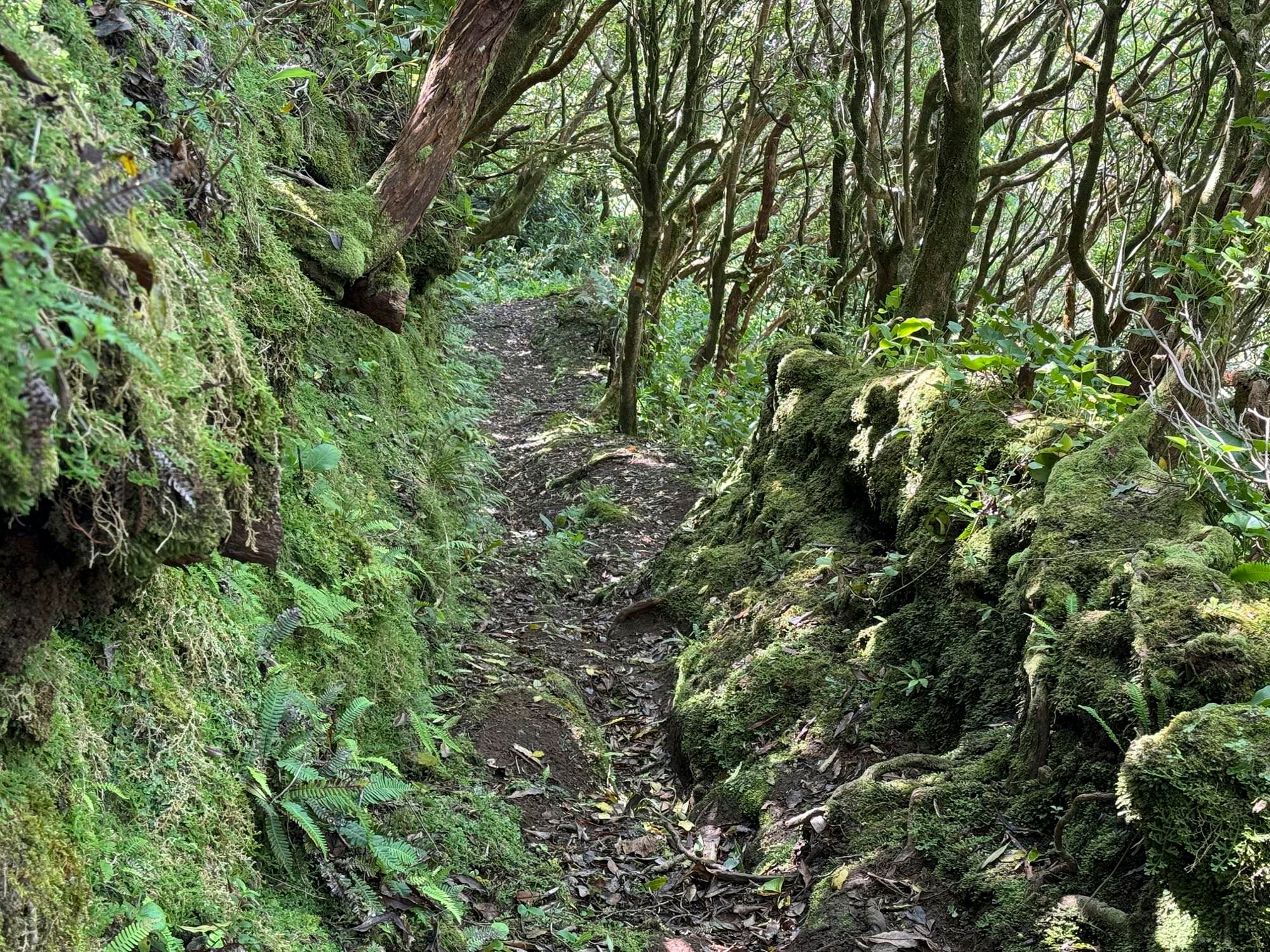 Alter Saumpfad auf dem Weg nach Ribeirinha