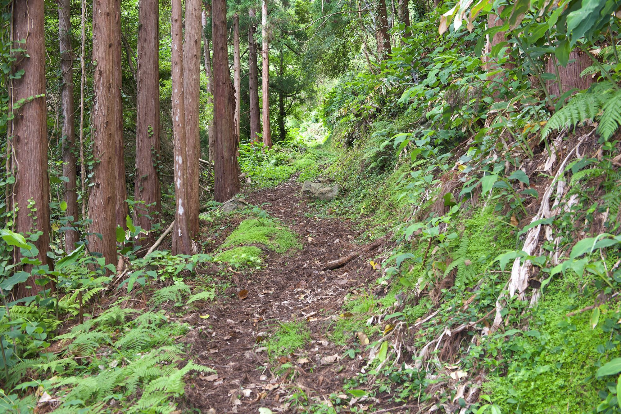 Abstiegsweg nach Fajã da Ribeira da Areia