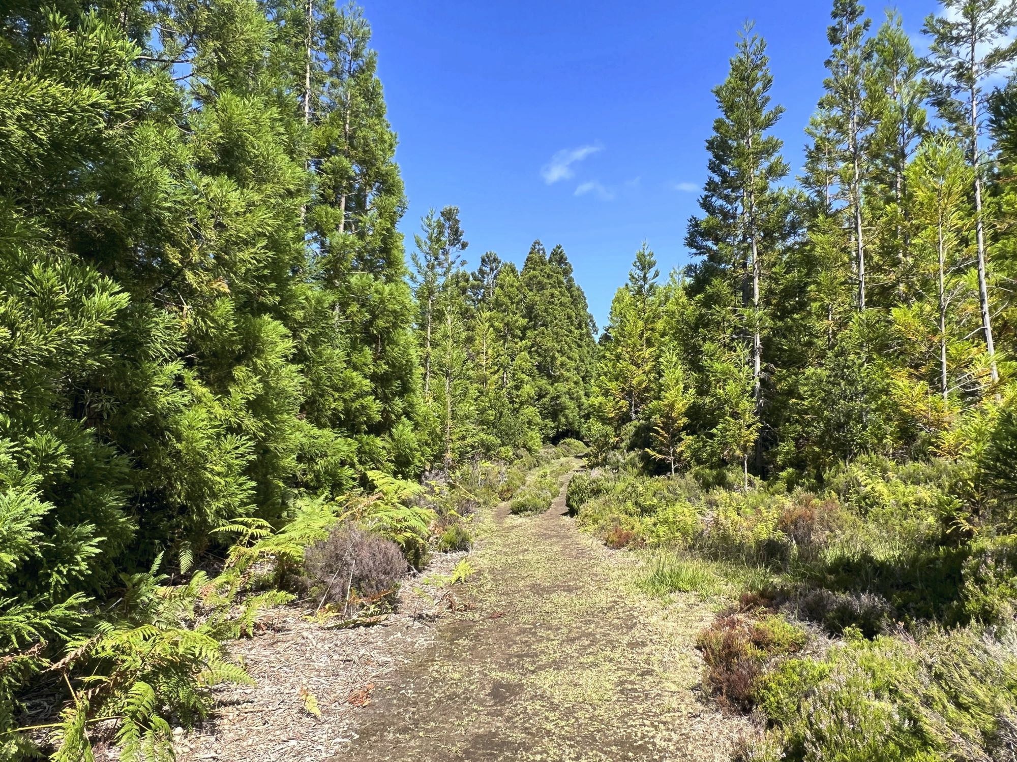 Der Aufstiegsweg führt im unteren Teil auch durch hohe Cryptomerien