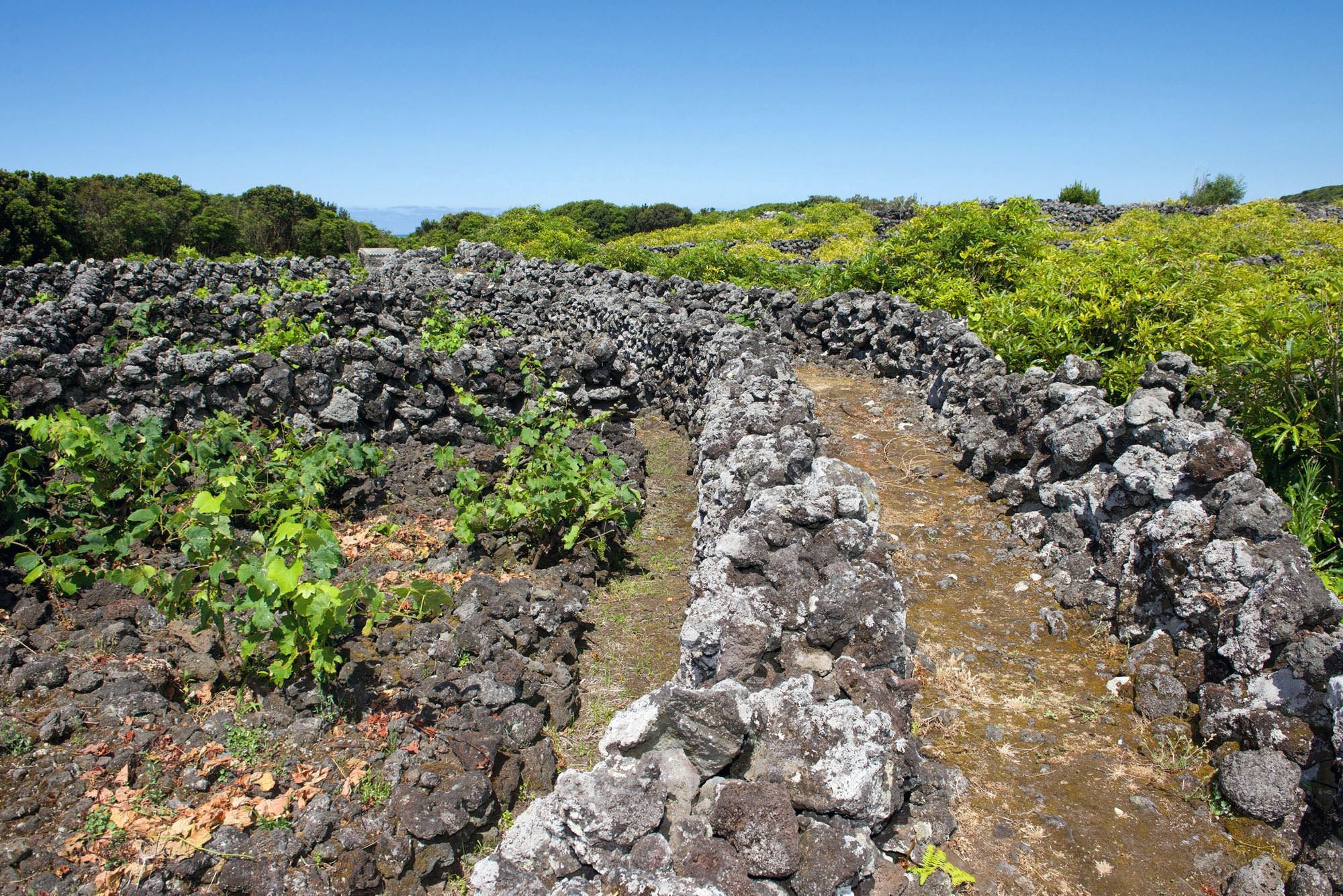 Versorgungspfad durch die Weinanbaufelder von Biscoitos