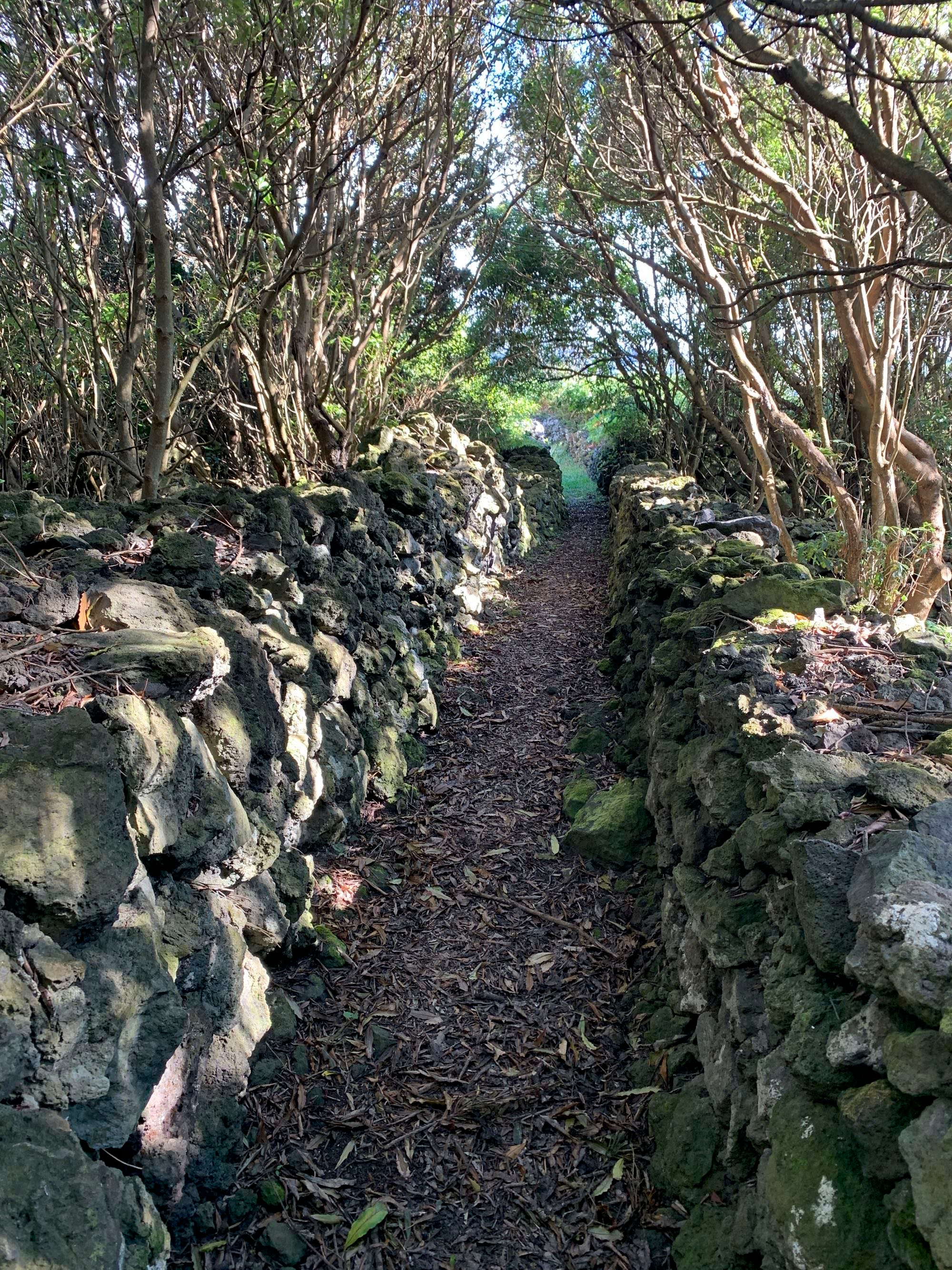 Alter Saumpfad in Biscoitos