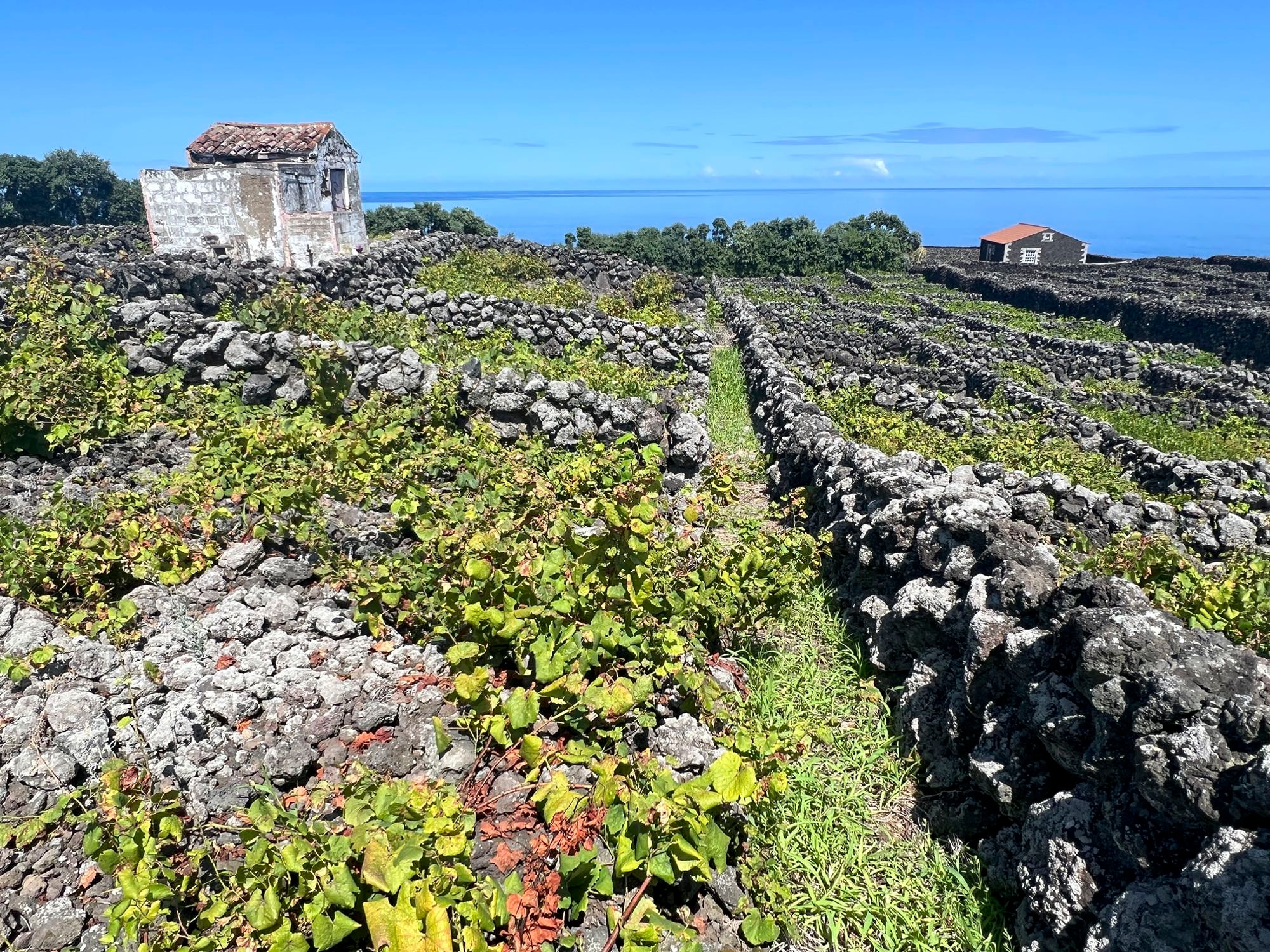 Weinanbaufelder in Biscoitos