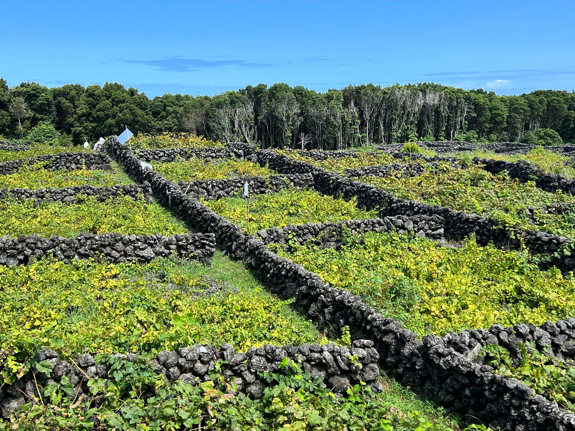 Weinanbaufelder in Biscoitos