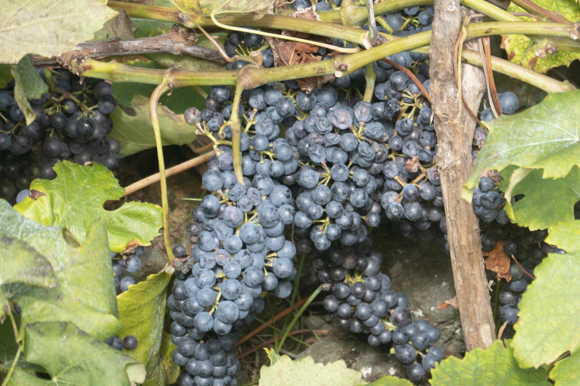 Im Herbst sind die Trauben des Terceira-Weins erntereif