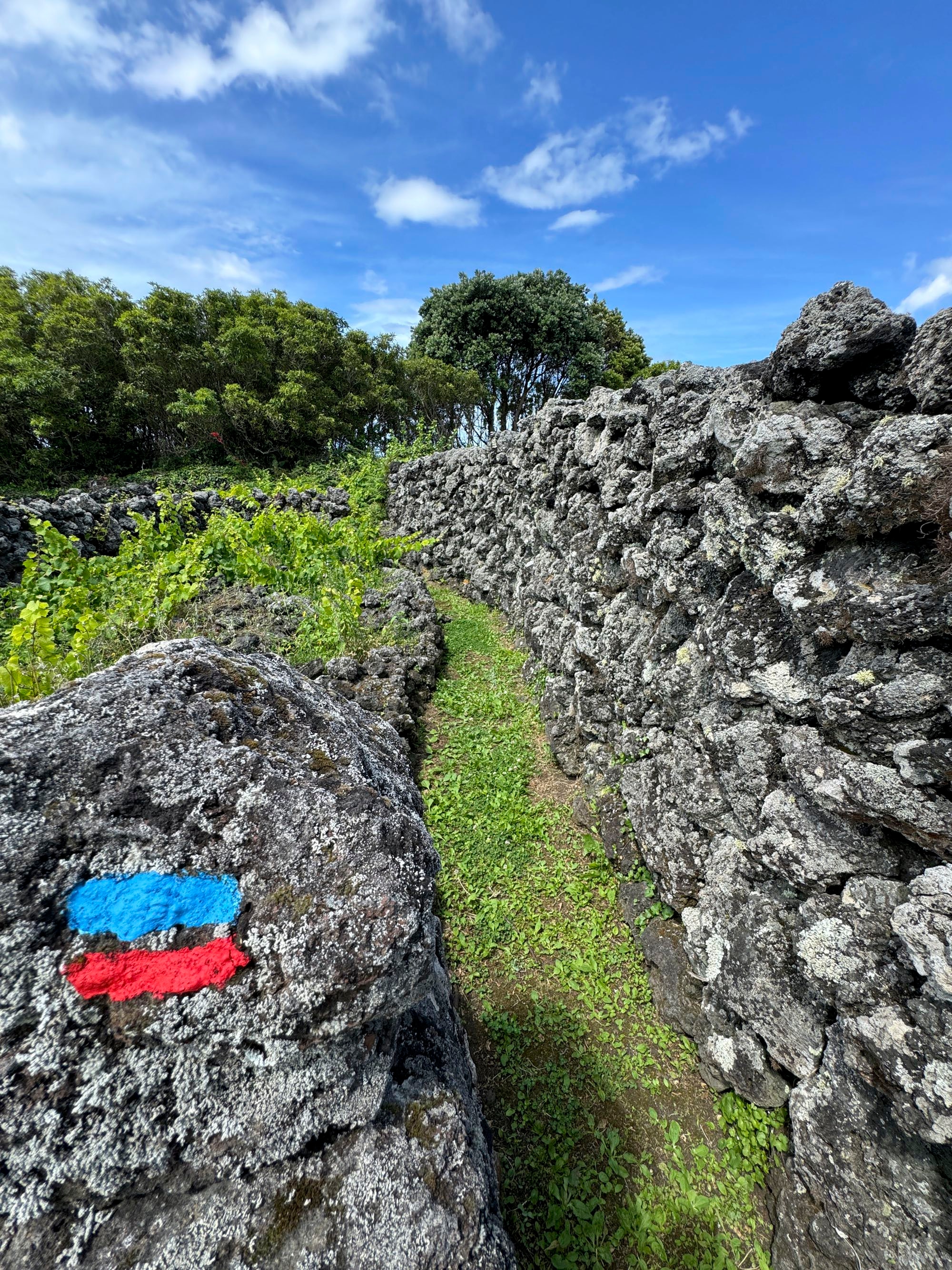 Schmale Versorgungspfade führen durch die Weinanbauparzellen
