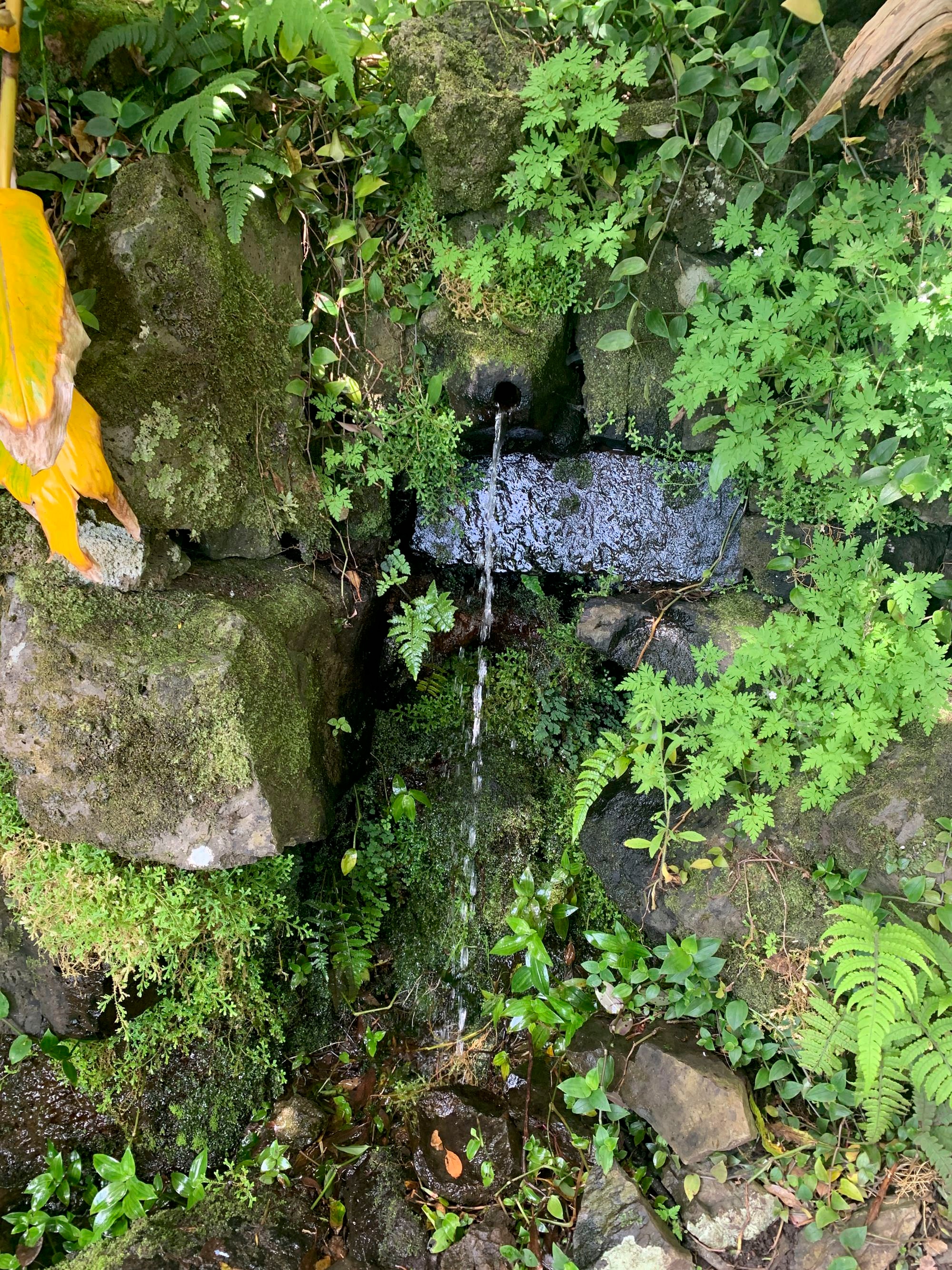 Felsquelle am Abstiegspfad in der Steilwand