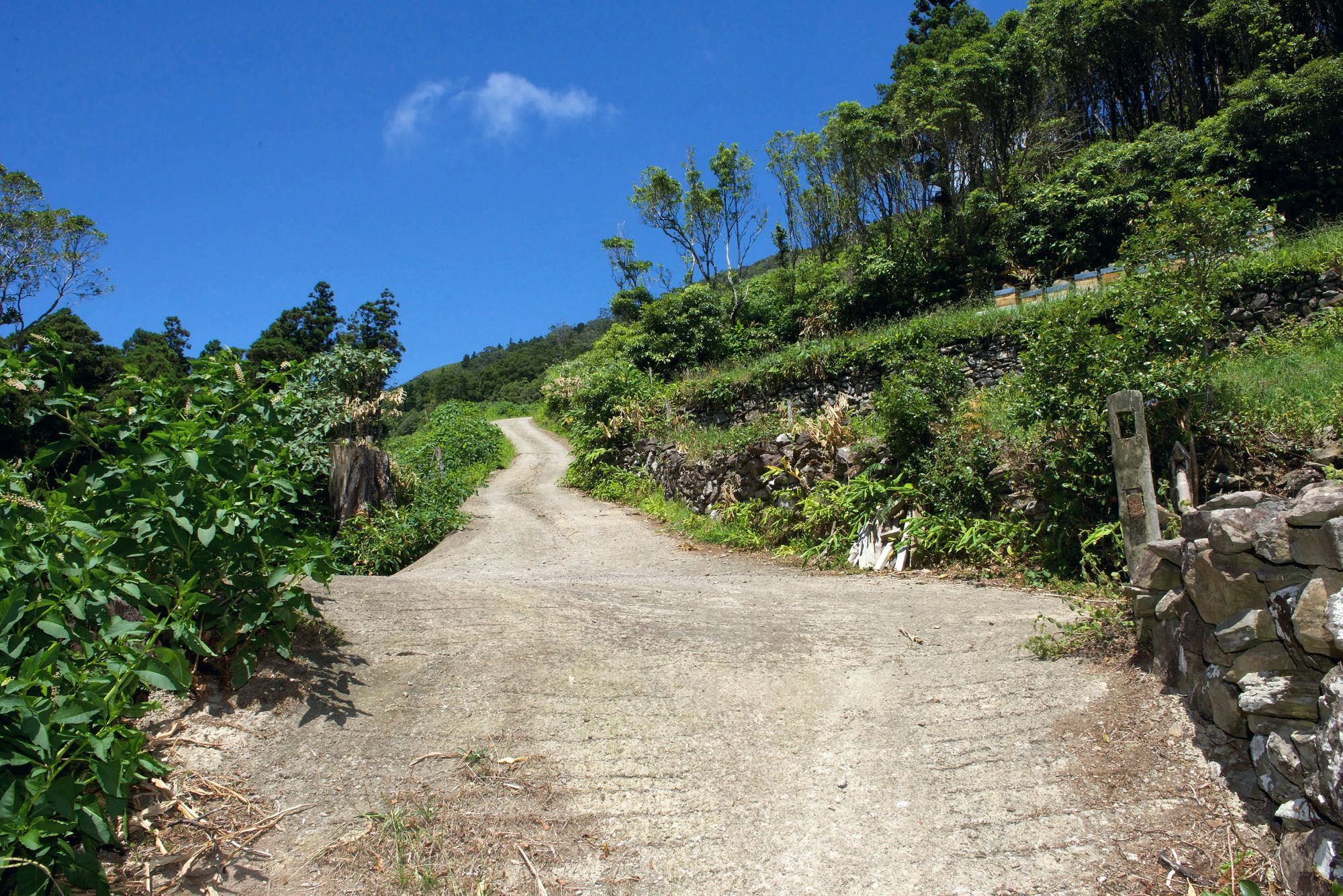 Eine steile Betonstraße führt aus dem Tal des Ribeira da Cruz hinauf