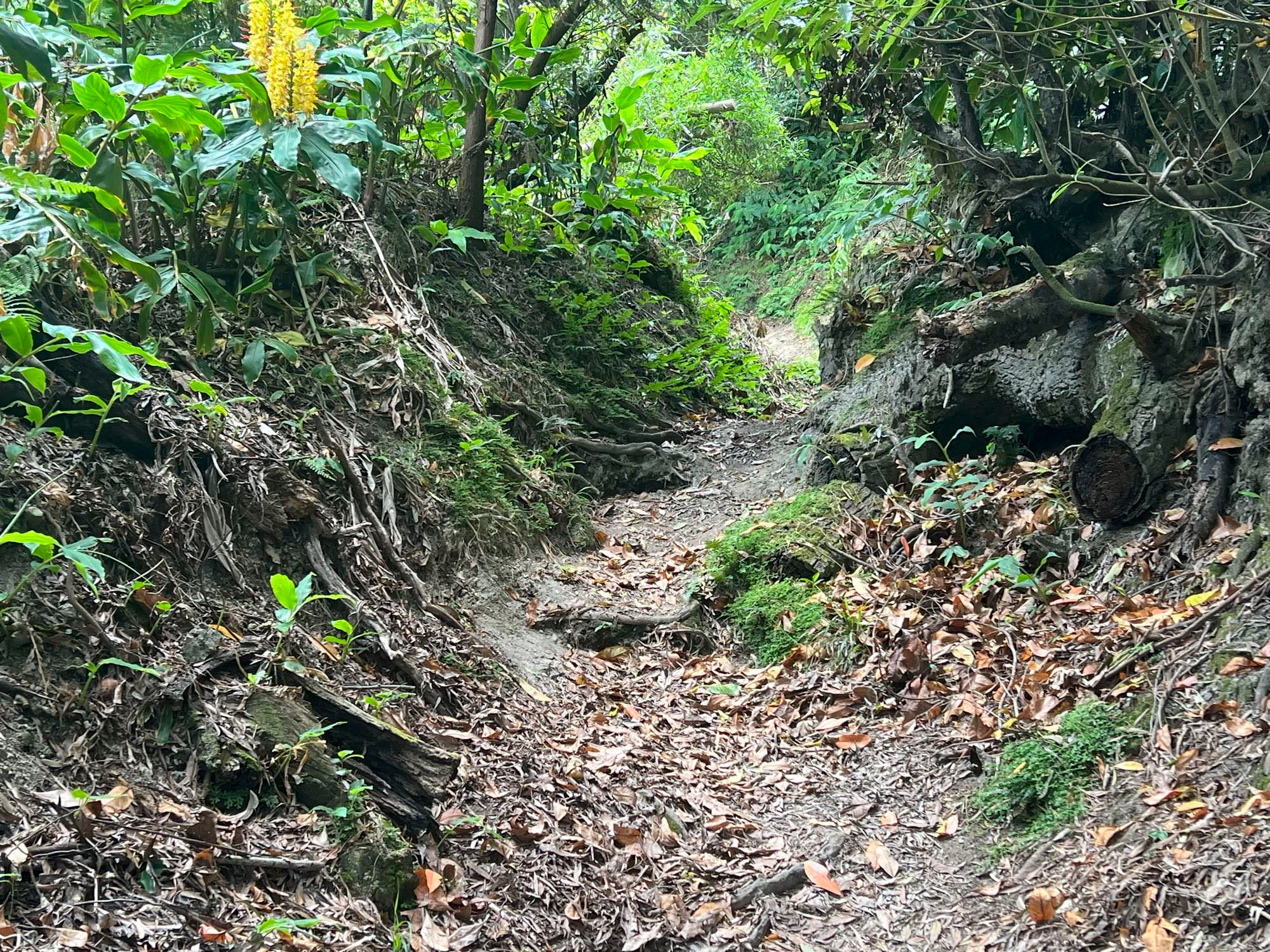 Wegabschnitt vor Agrião