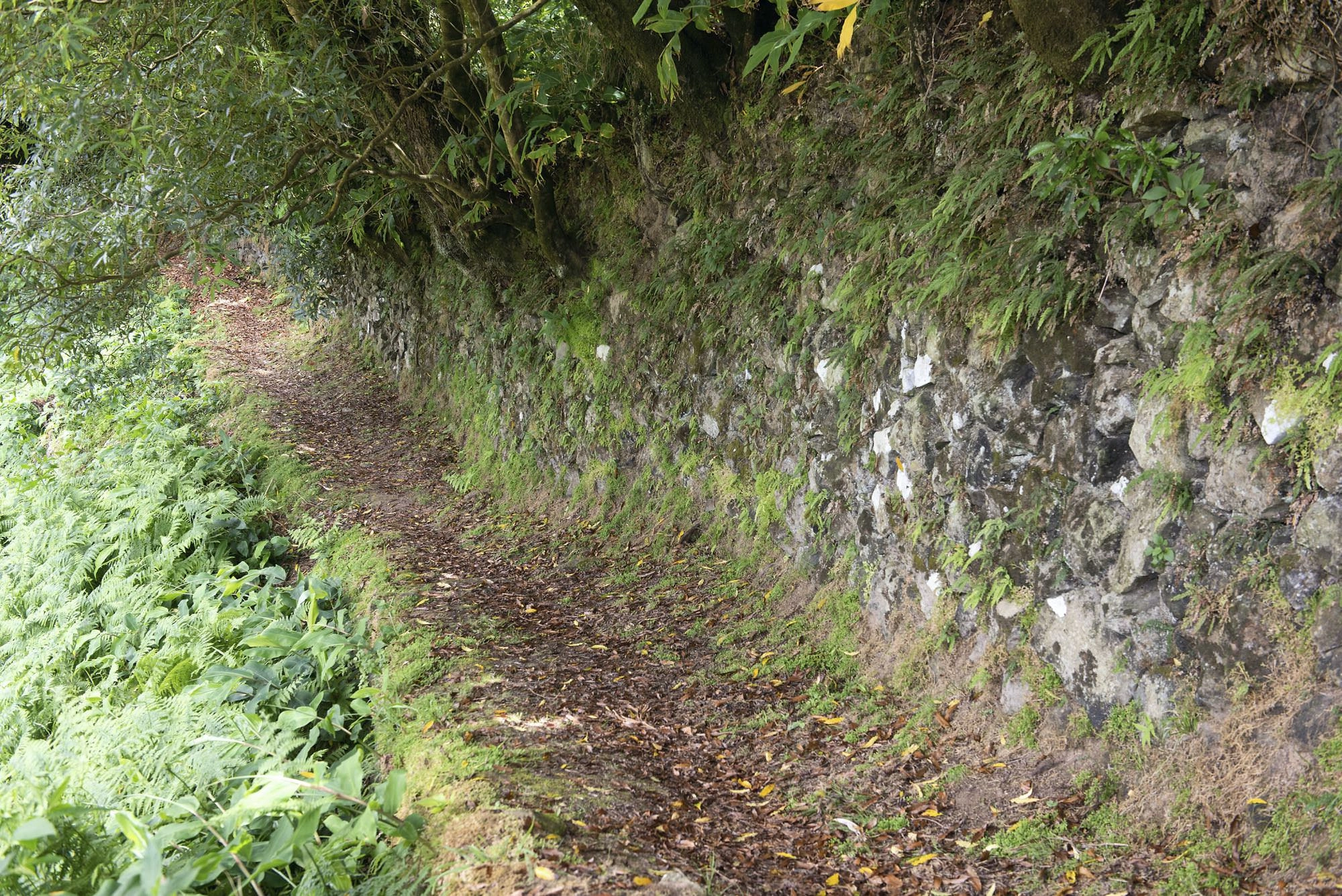 Abstiegsweg vom Pico dos Bodes