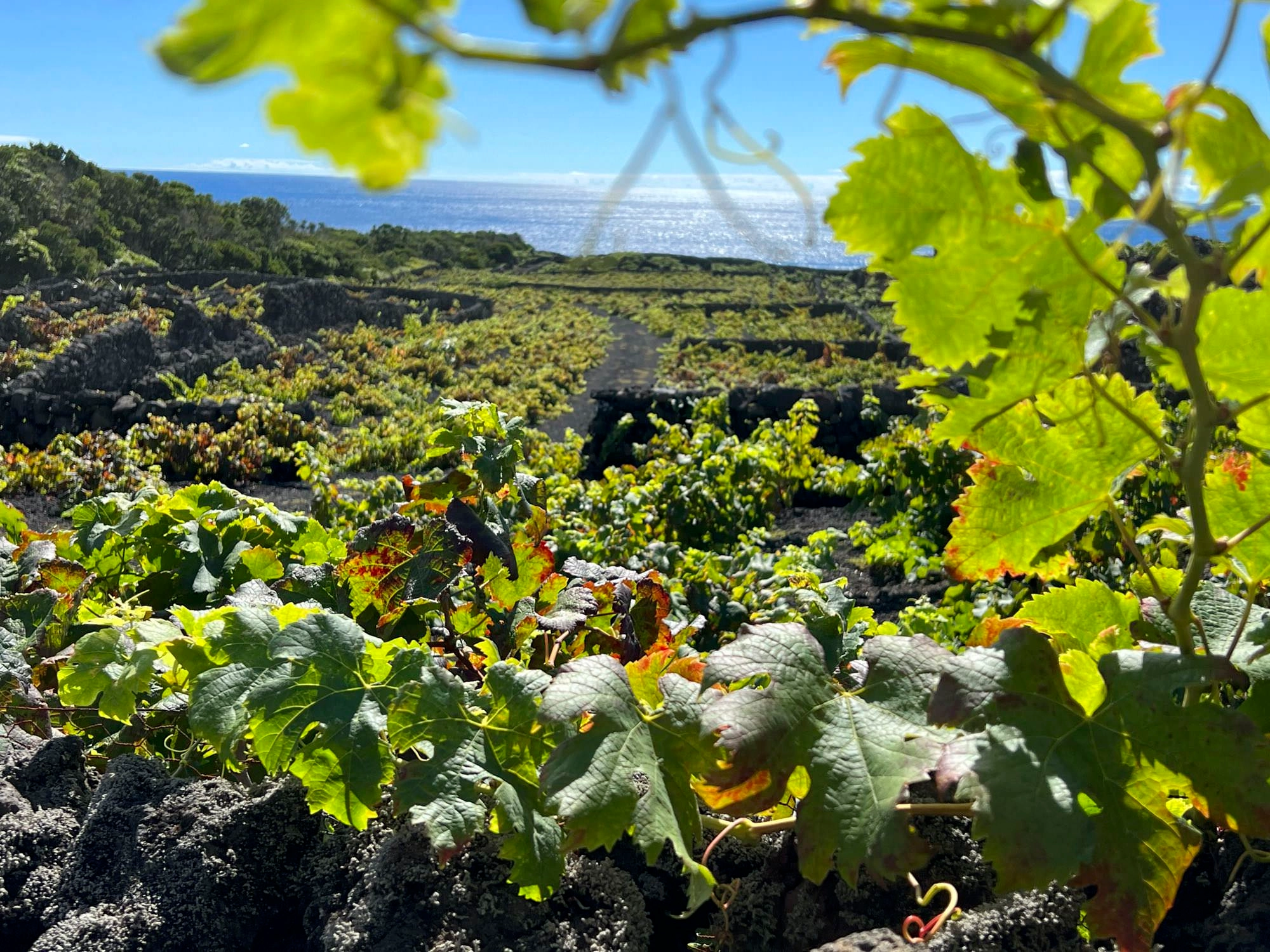 Weinanbaufelder bei Fogo