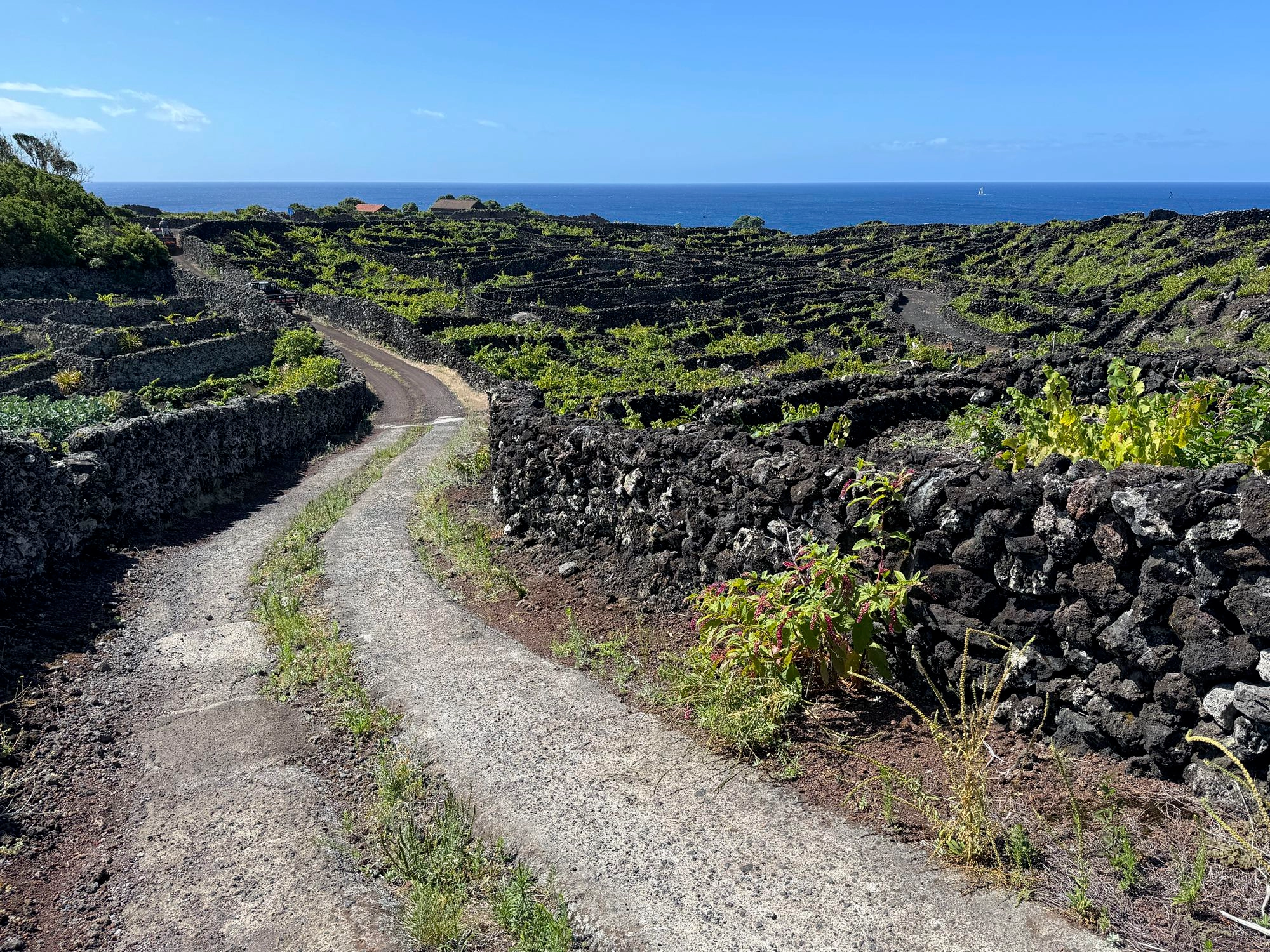 Weinanbaugebiet unterhalb von Candelária