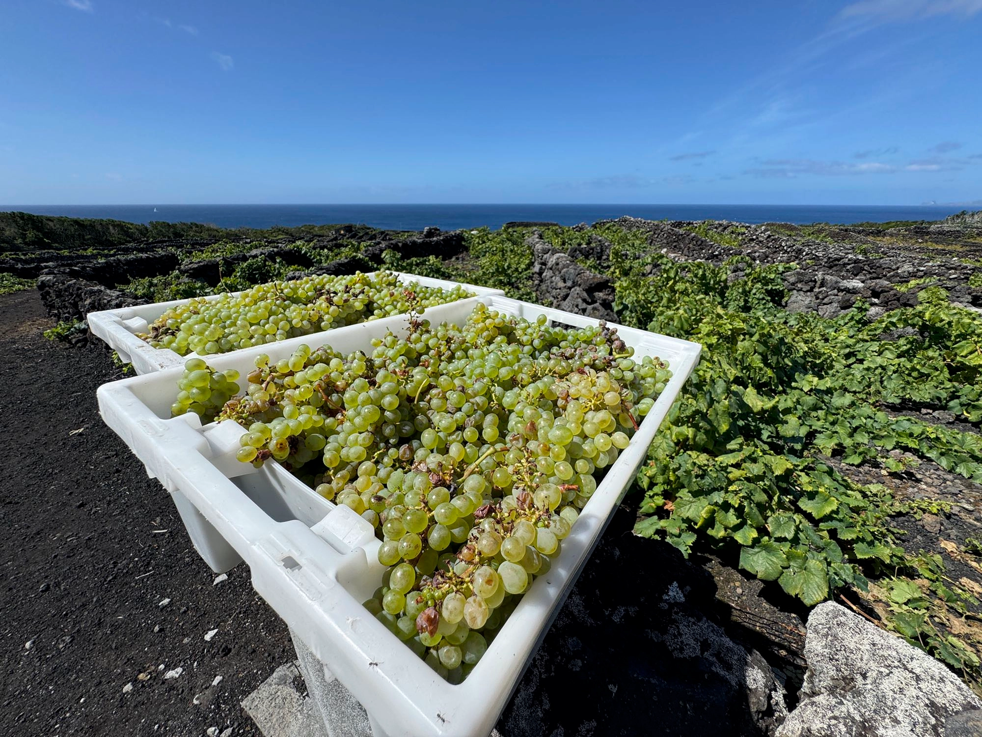Weinlese unterhalb von Candelária