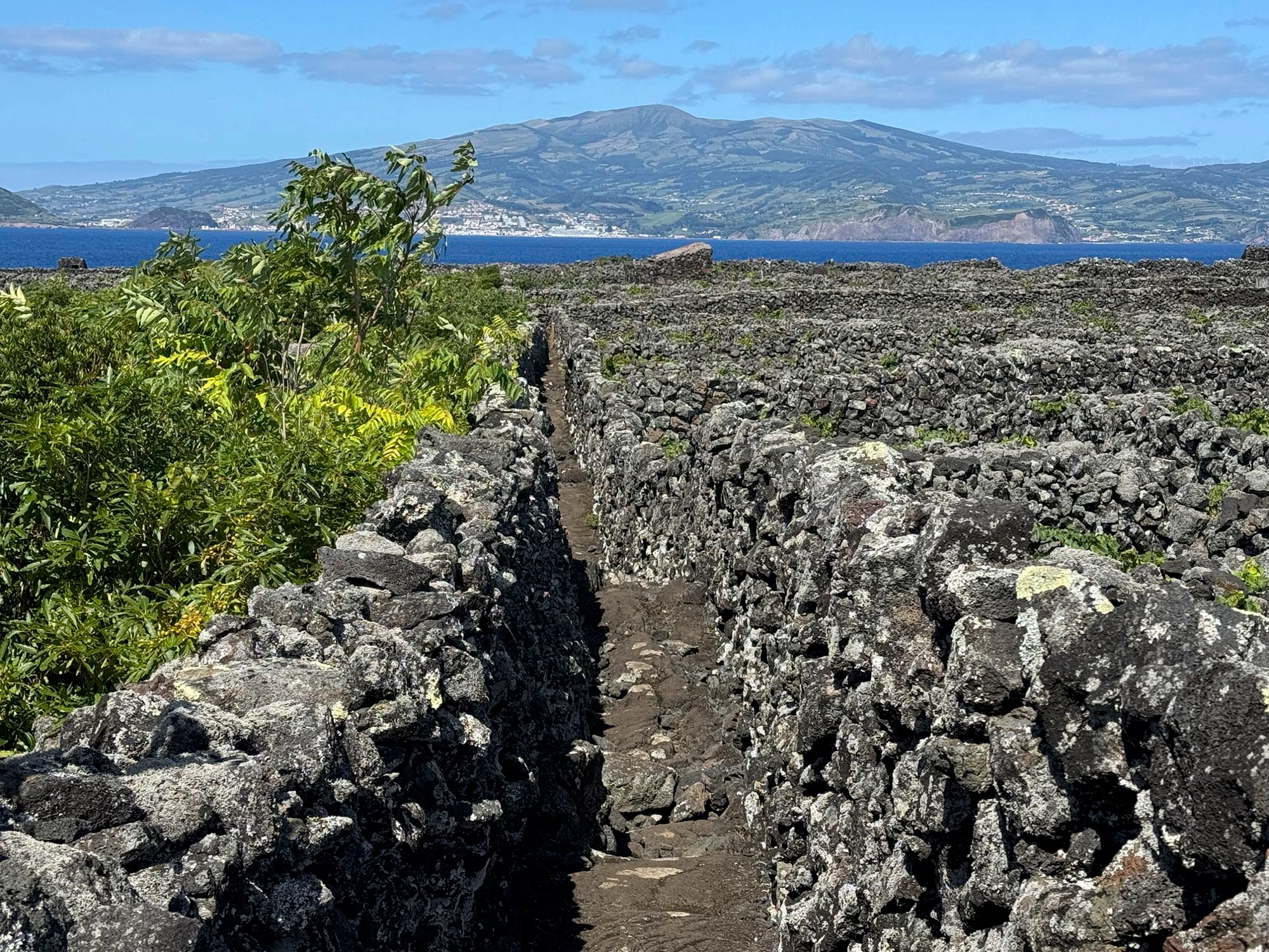 Alter Winzerpfad unterhalb von Criação Velha