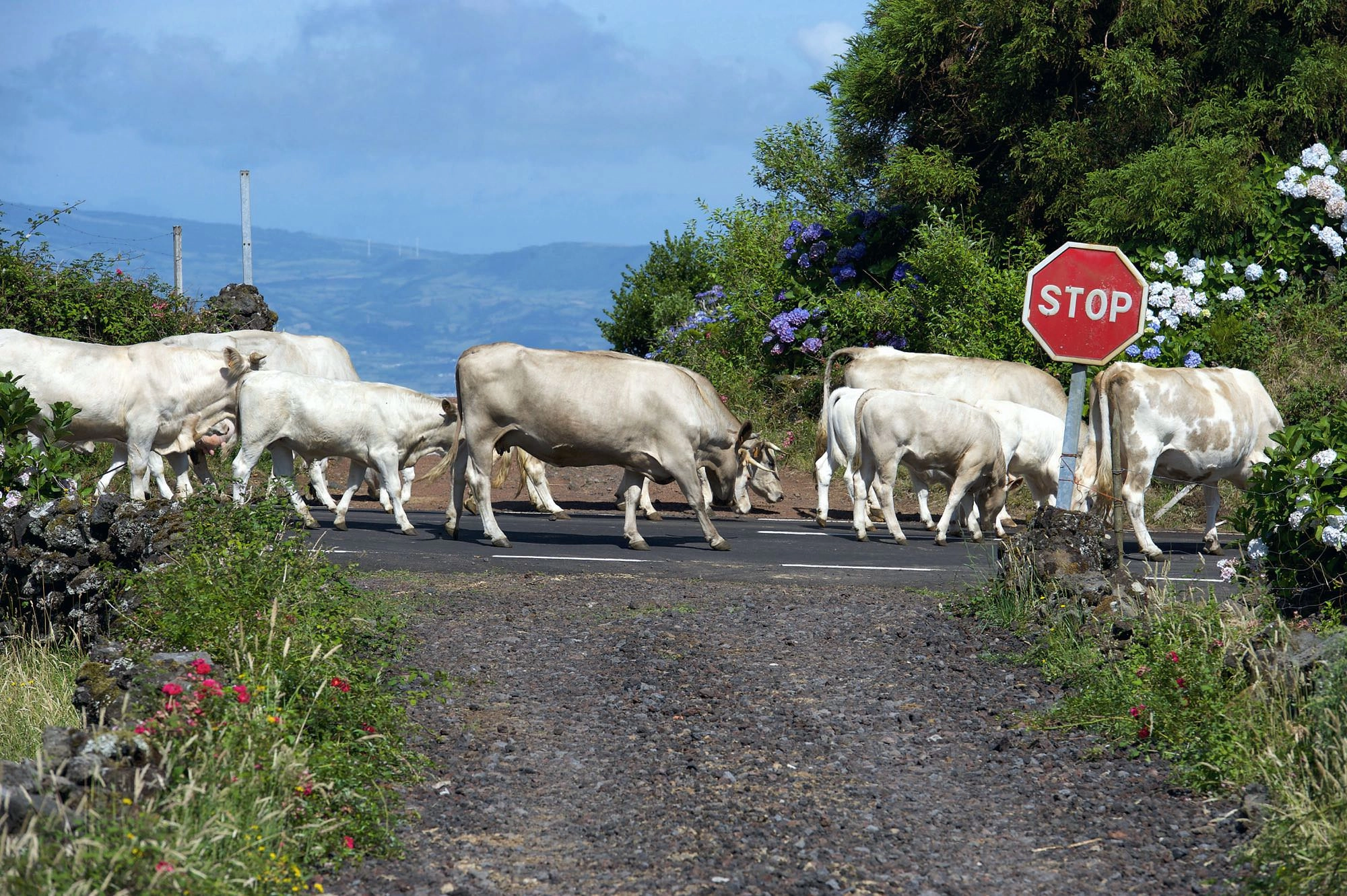 Auf Pico haben an der ER3 die Kühe Vorrang