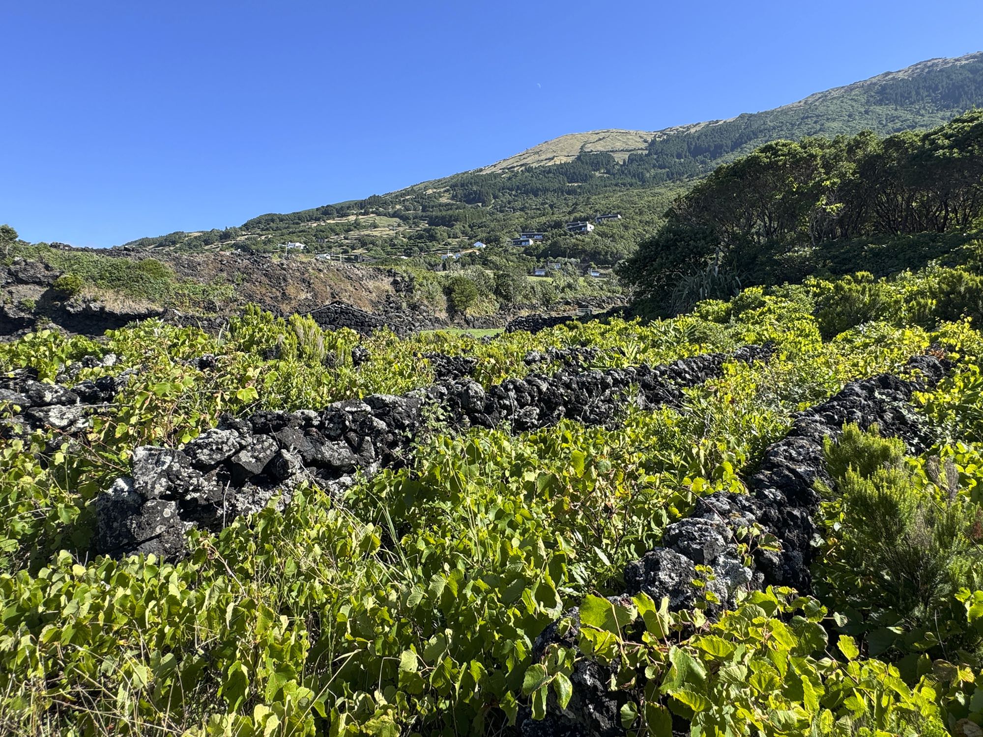 Weinanbaufelder in Santo Amaro