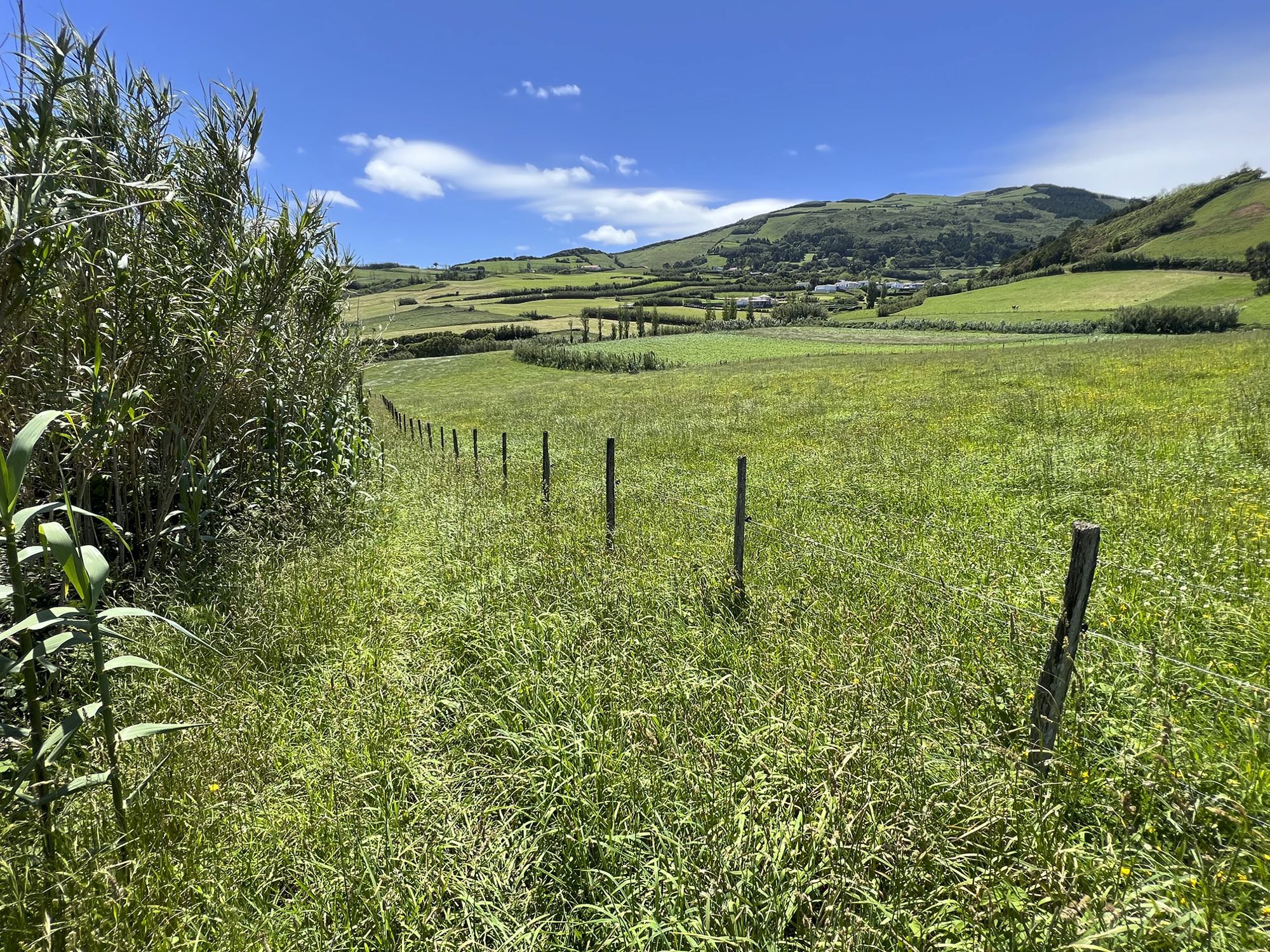 Der Weg zurück nach Ribeirinha führt entlang von Weideland