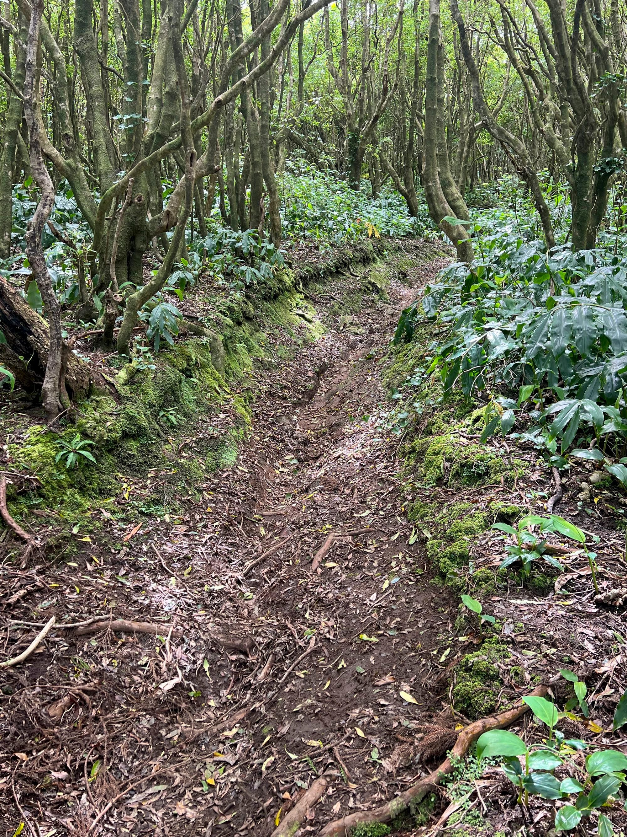 Ein alter Saumweg führt nach Ribeirinha hinab