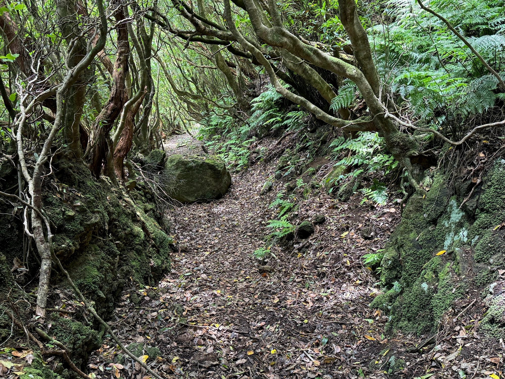 Alter Saumpfad auf dem Weg nach Ribeirinha
