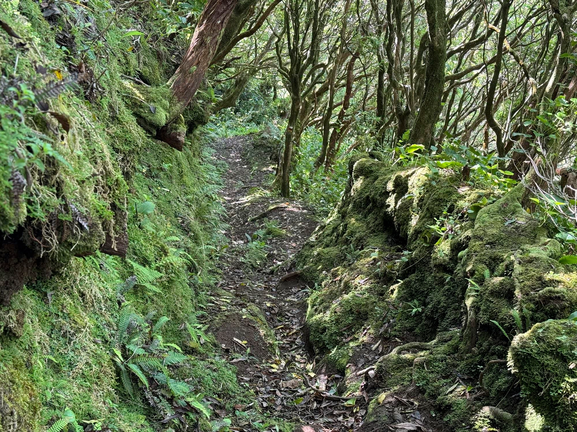 Alter Saumpfad auf dem Weg nach Ribeirinha