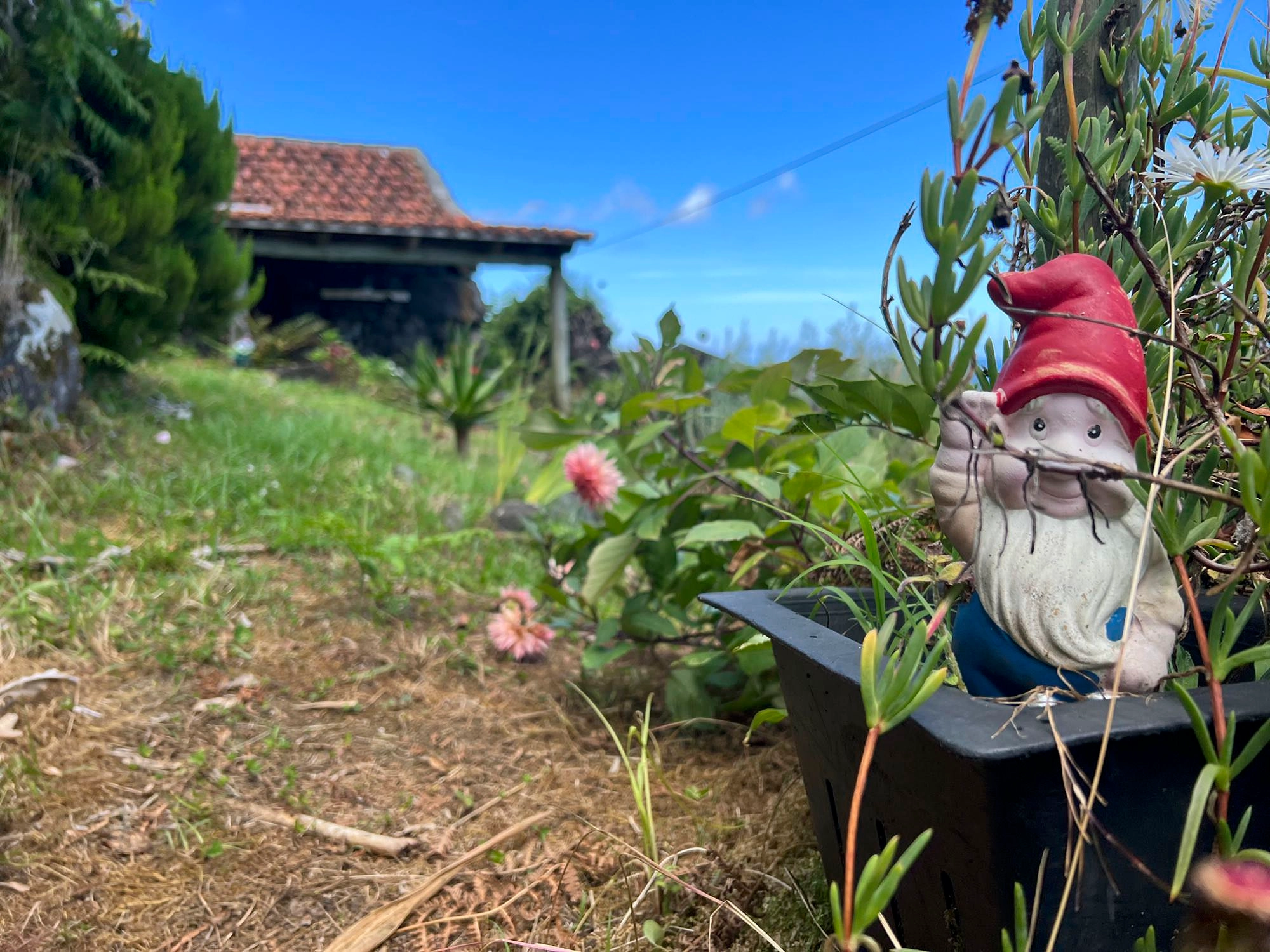 Gartenzwerg in Fajã d'Além