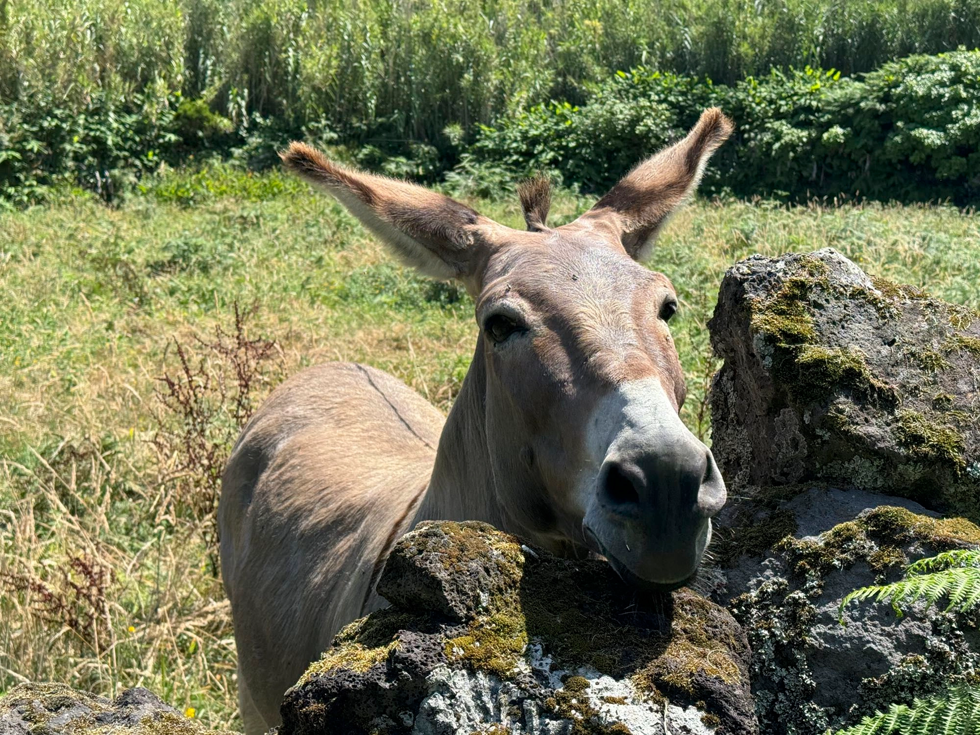 Esel George in Fajã d'Além