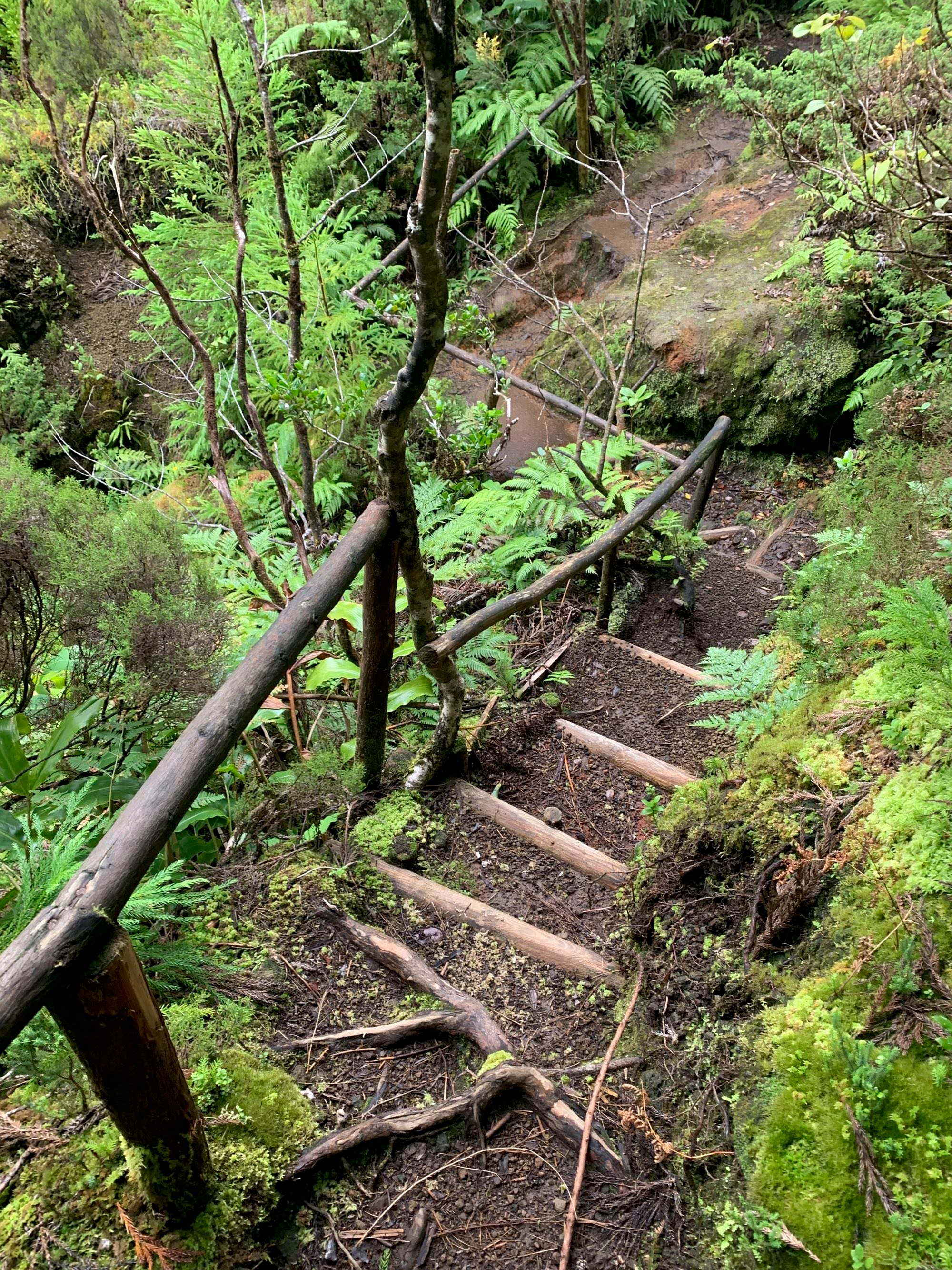 Der Aufstiegsweg führt als schmaler Pfad durch den Wald