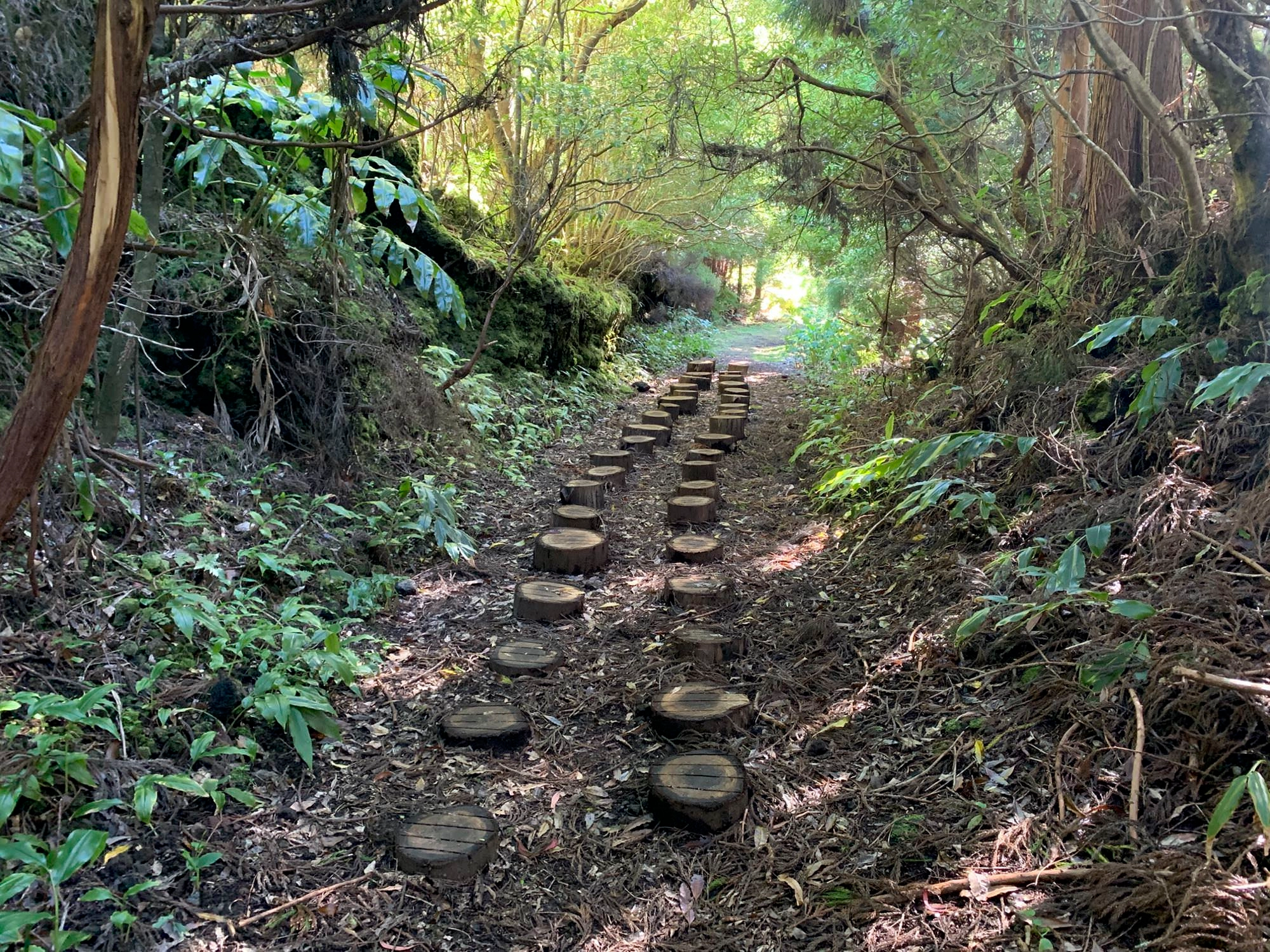 Sumpfige Stellen sind naturnah überbaut