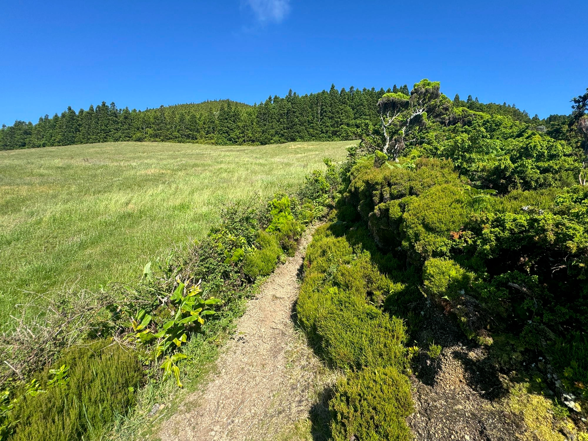 Der Abstiegsweg verläuft größtenteils am Rand von Weideland