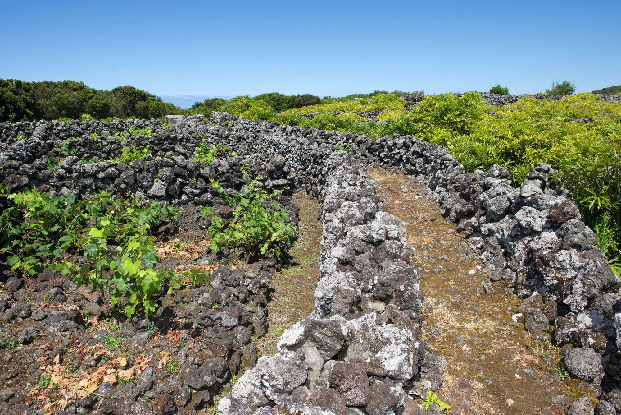 Versorgungspfad durch die Weinanbaufelder von Biscoitos