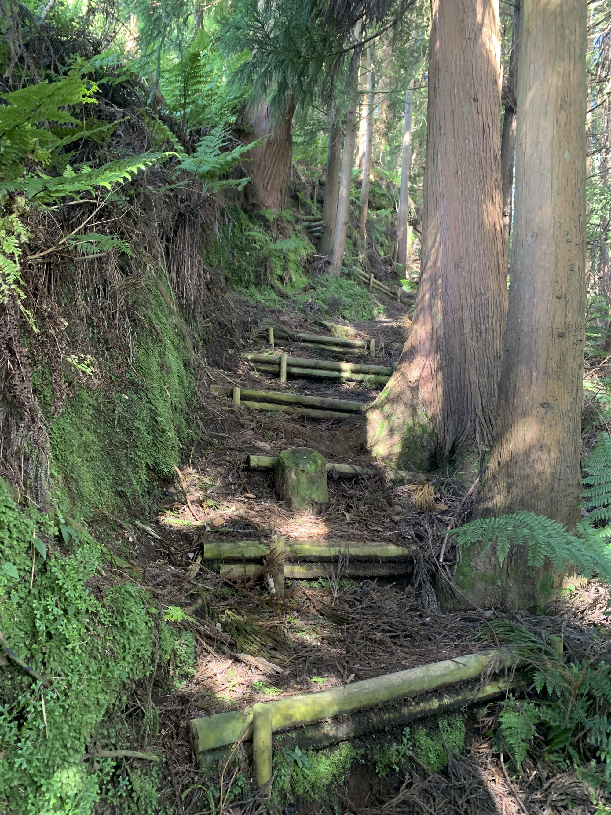 Der Wanderweg führt über viele Holzstufen unterhalb hoher Cryptomerien entlang