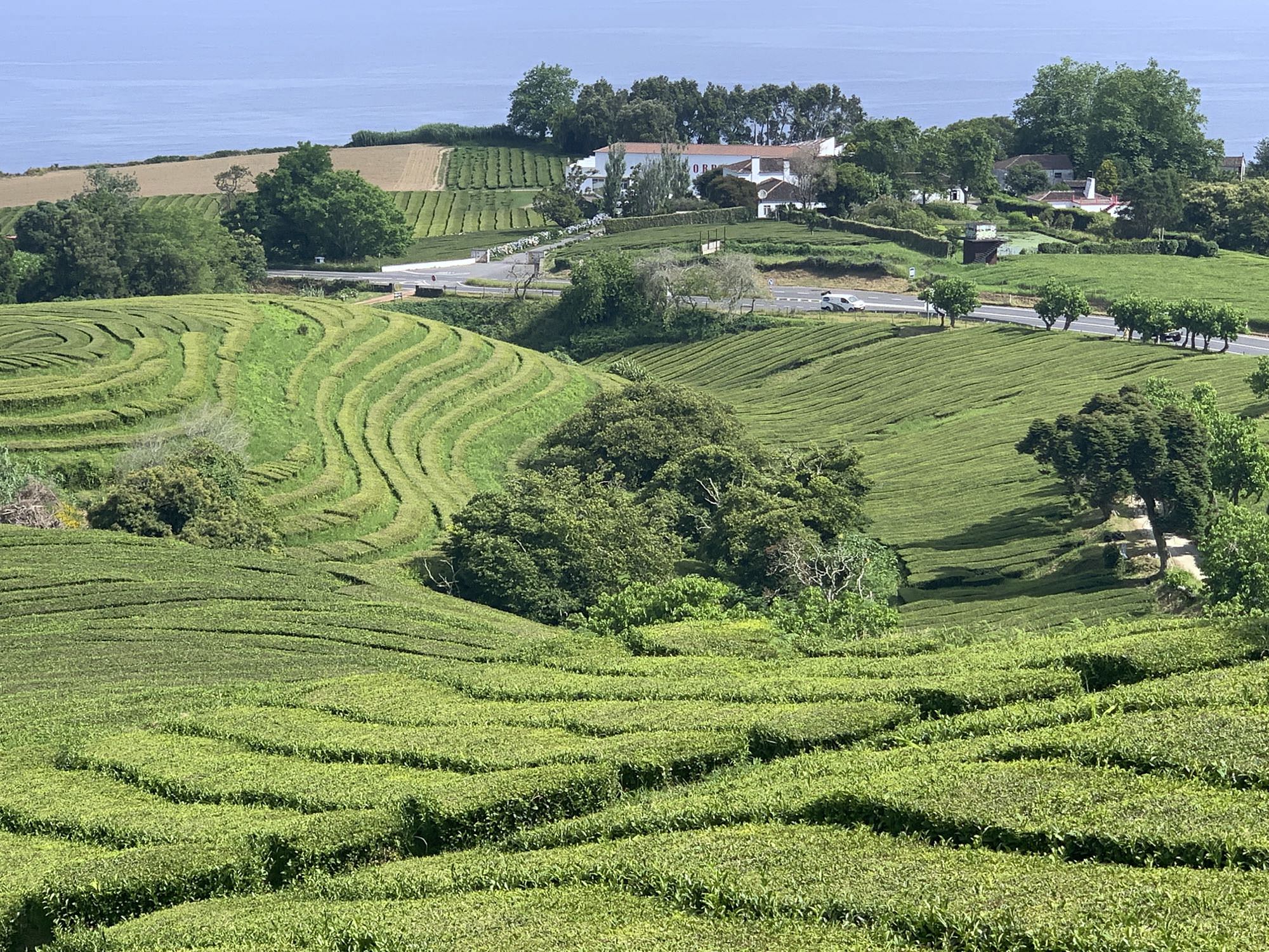 Teeplantagen oberhalb von Gorreana