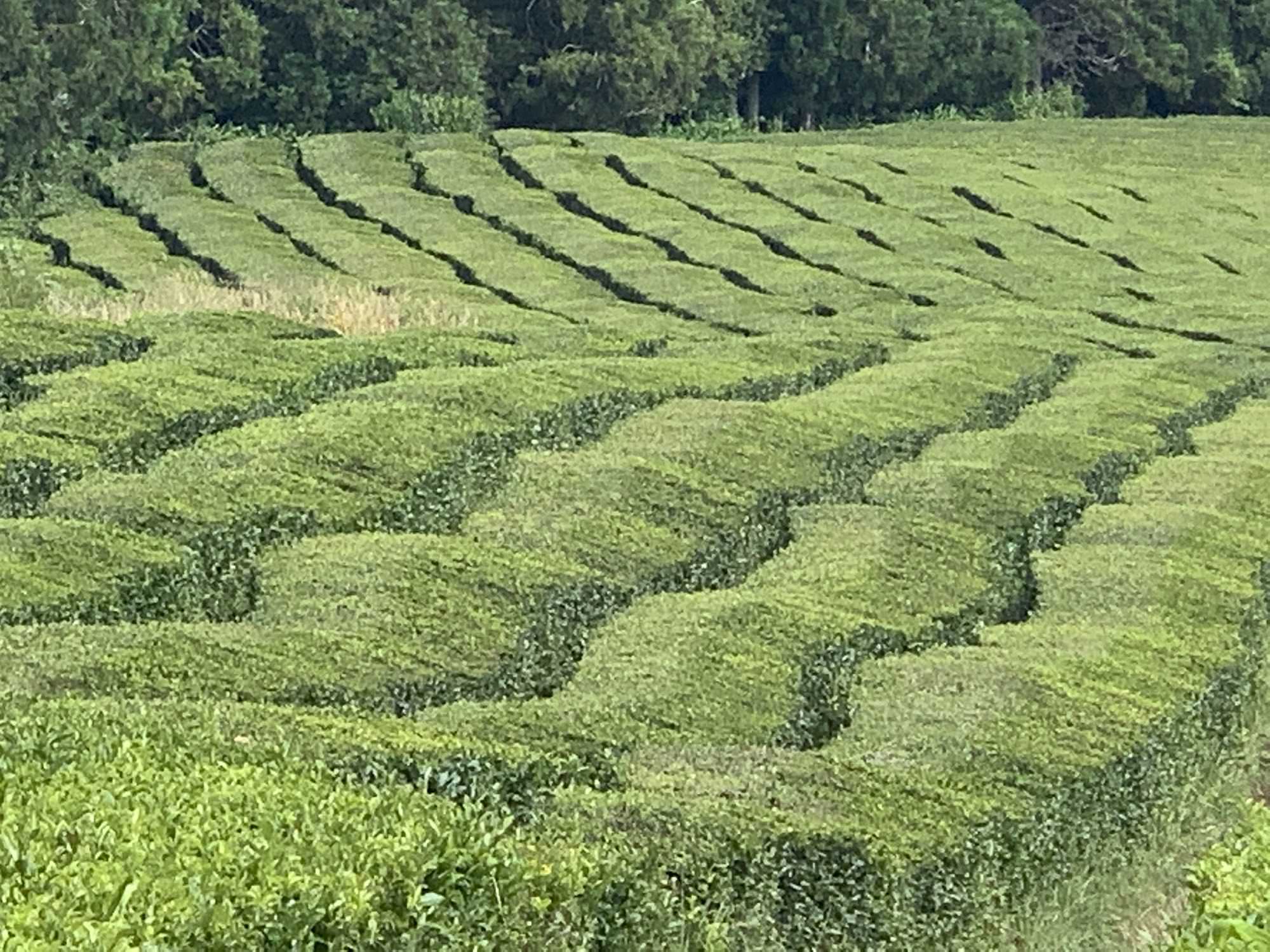Teeplantagen von Chá Gorreana