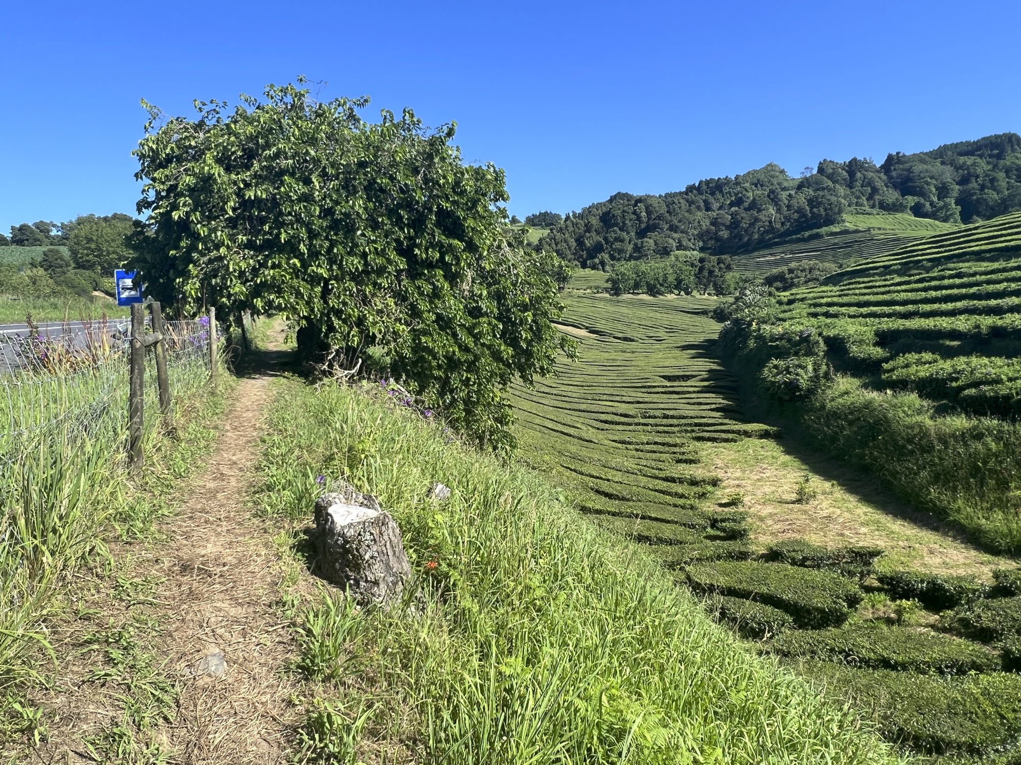 Wanderweg am Rand der Plantage von Chá Gorreana