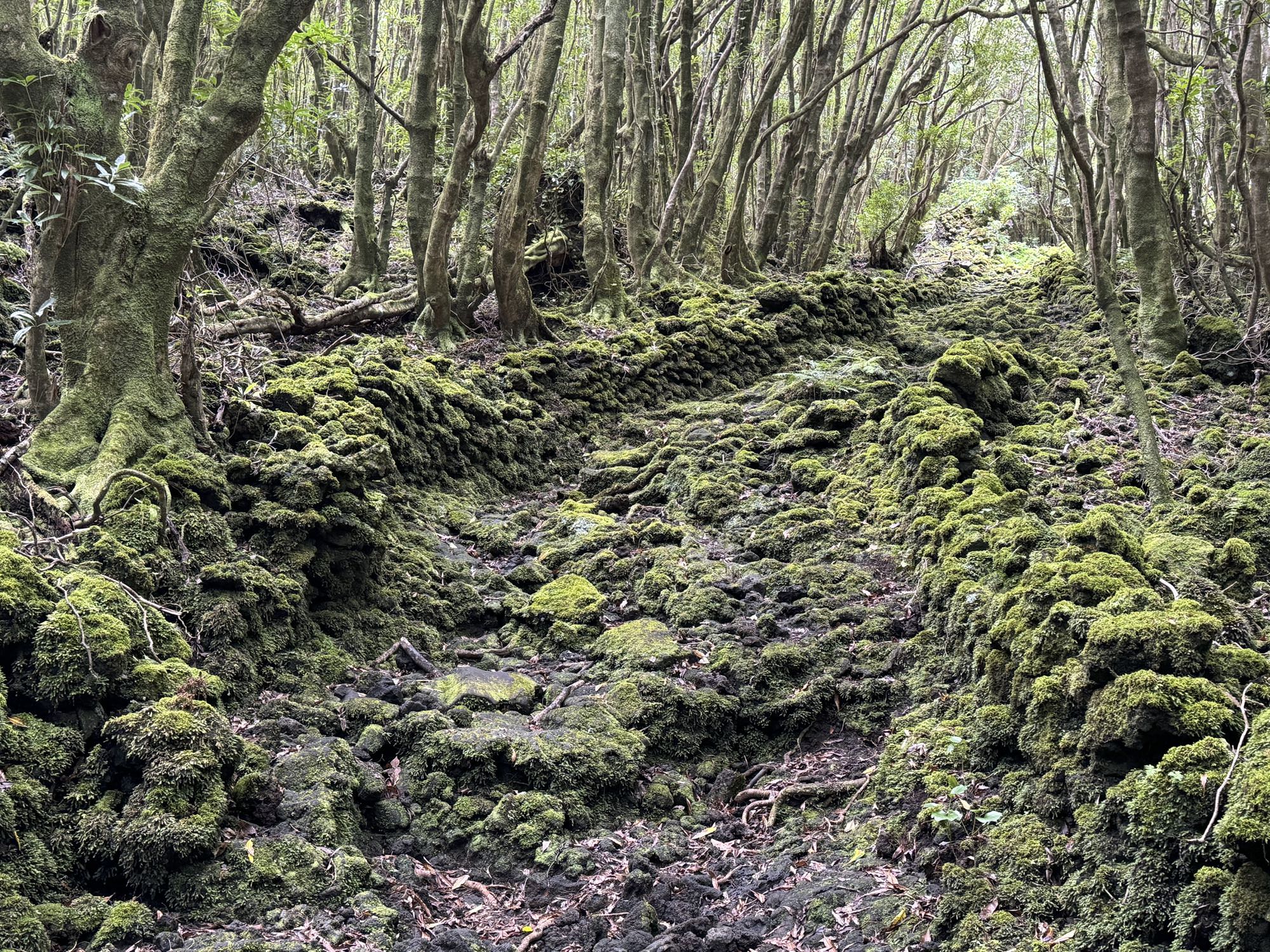 Ein alter Saumweg führt nach São Roque hinab