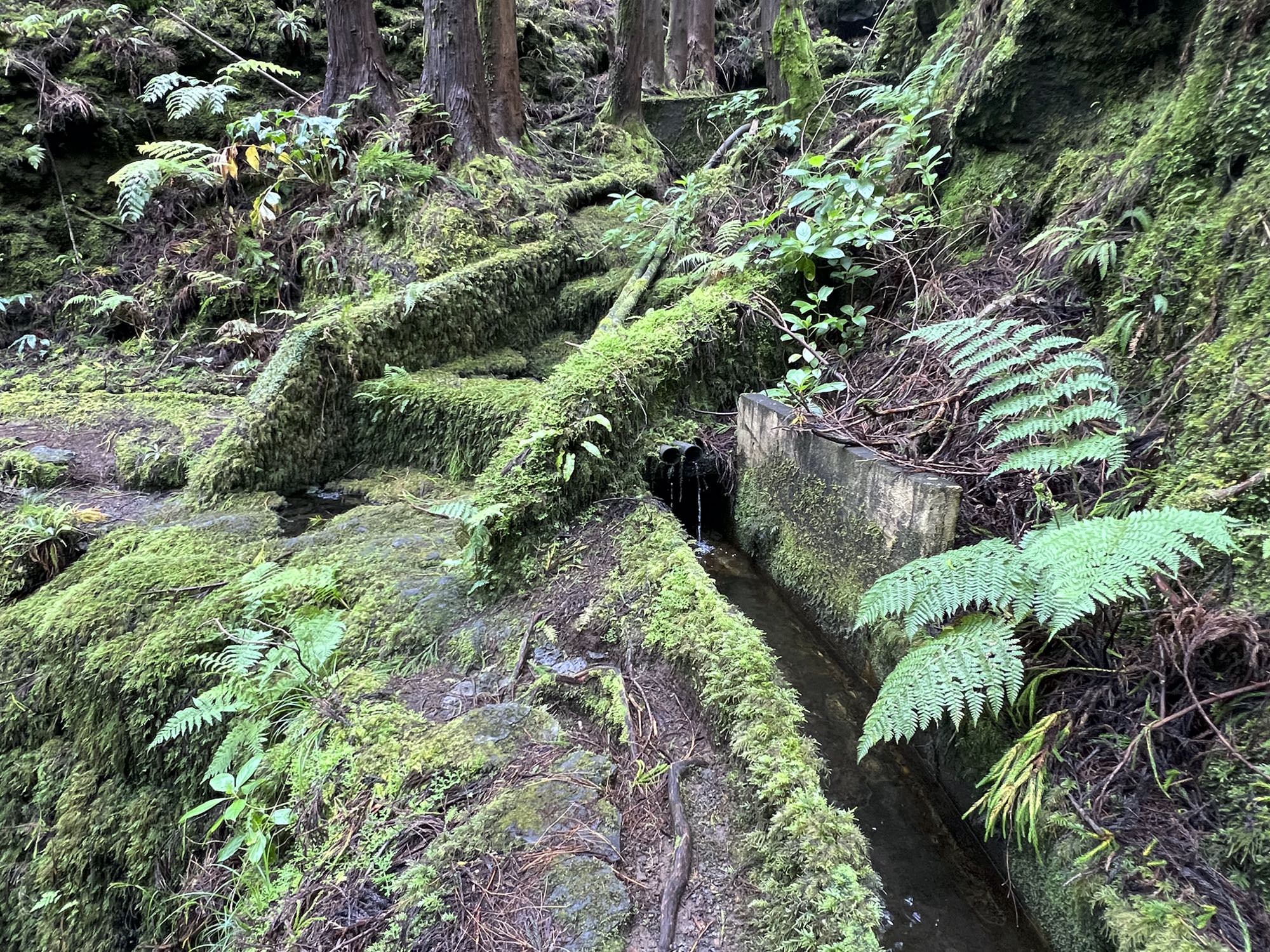 Levada