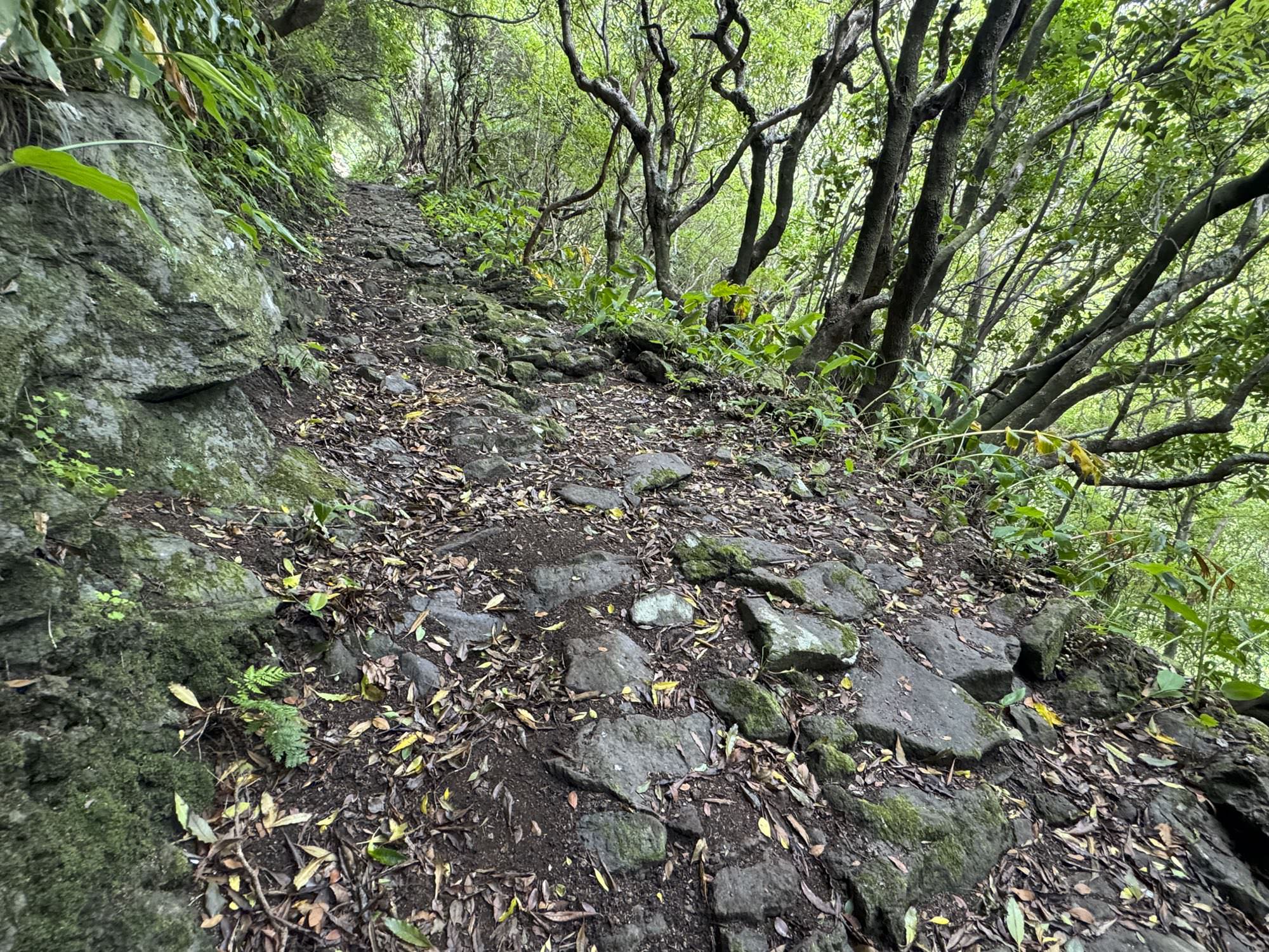 Ein alter Saumweg führt von Fajã do Cavalete nach Loural