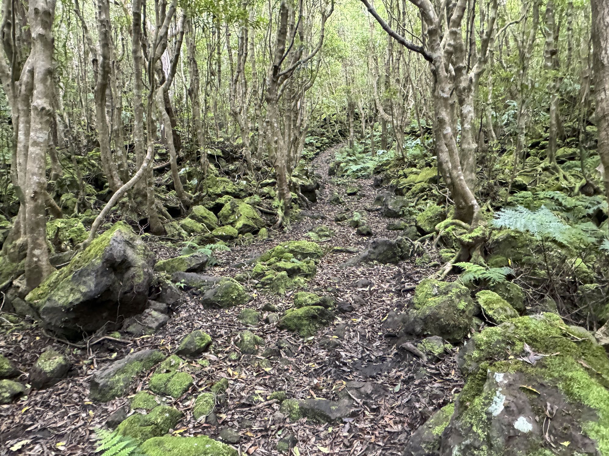 Ruta de ascensión en Mata da Serreta