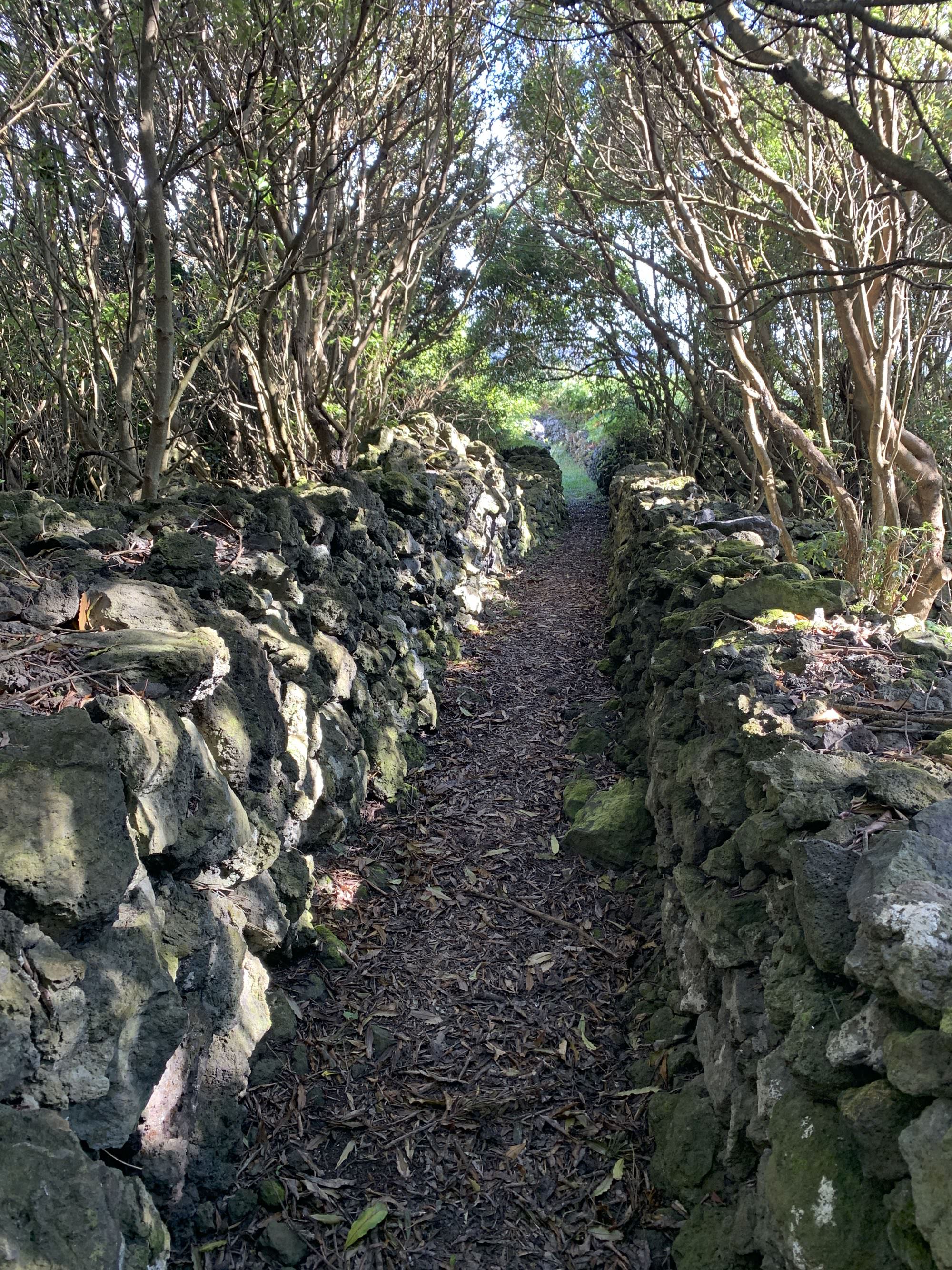 Ancien sentier muletier à Biscoitos