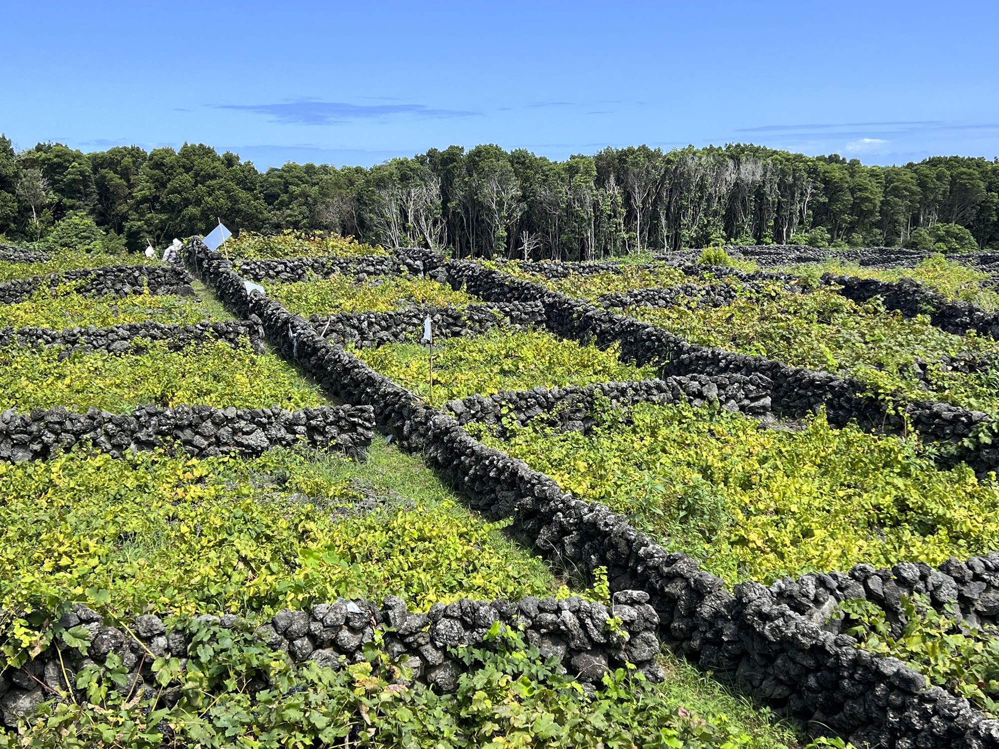 Vignobles à Biscoitos