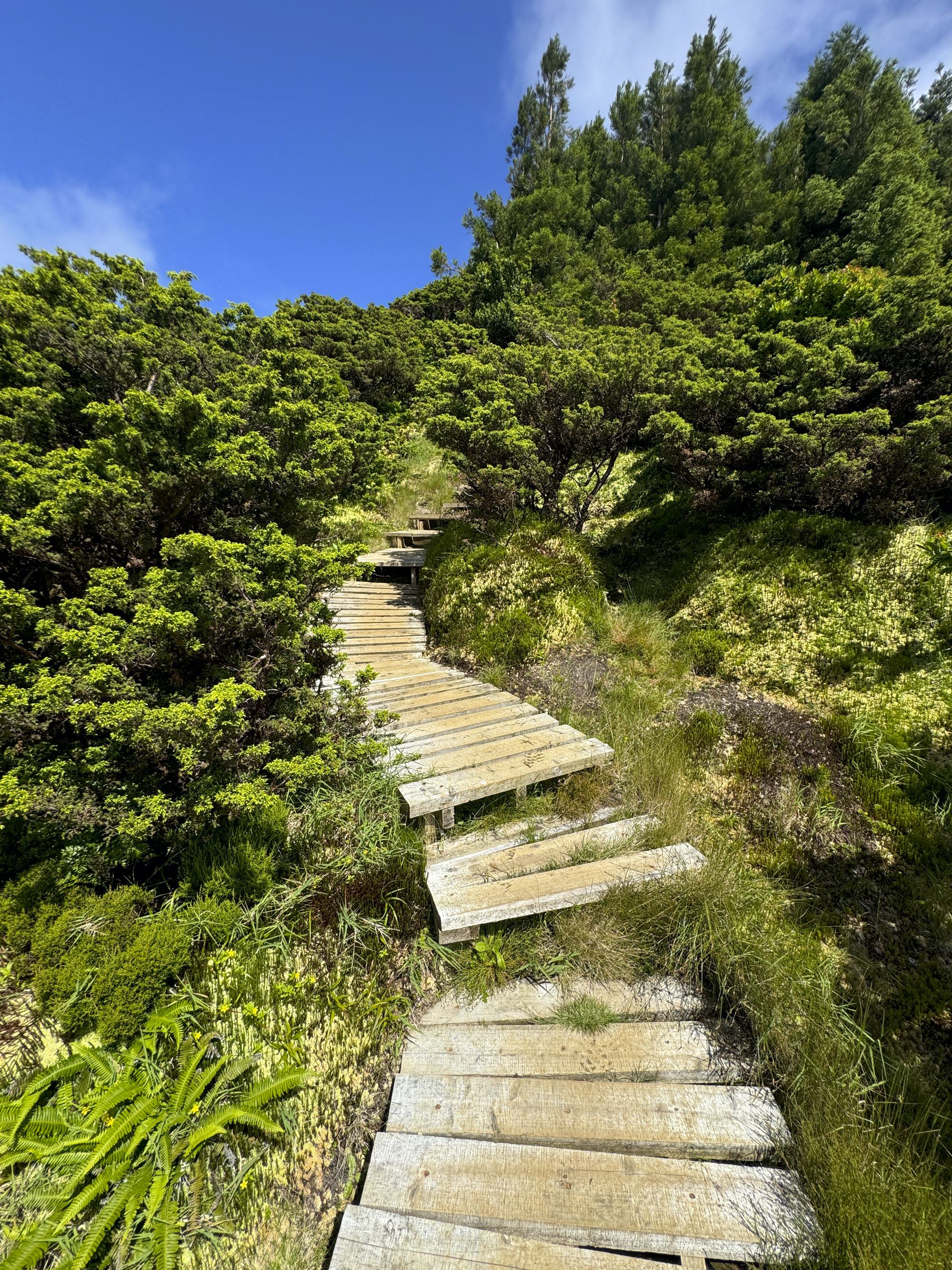 Ein gut ausgebauter Holzsteg führt vom Pico do Juncal hinab