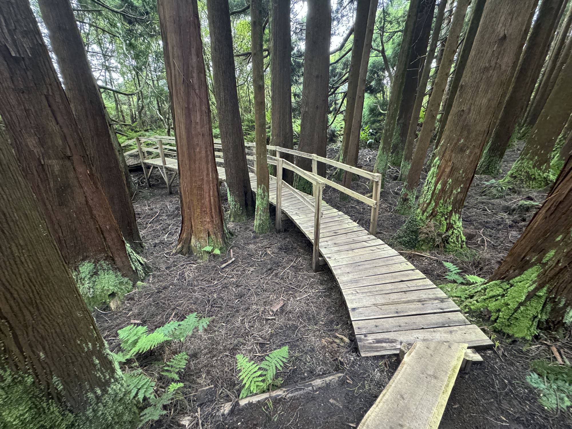 Holzstege und Brücken leiten sicher durch den Wald