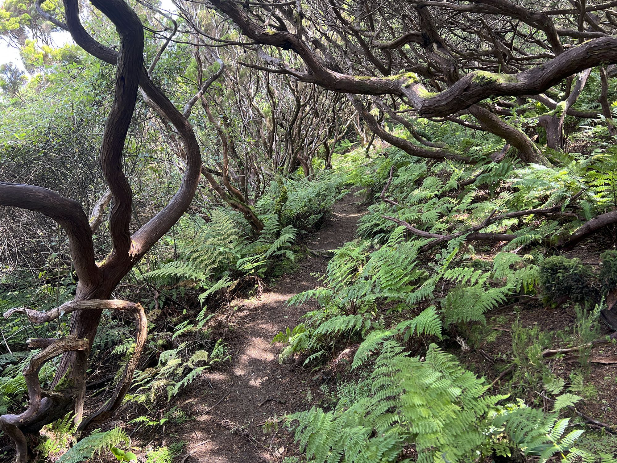 Ein Teil der Wanderung führt auch durch Wacholderwald