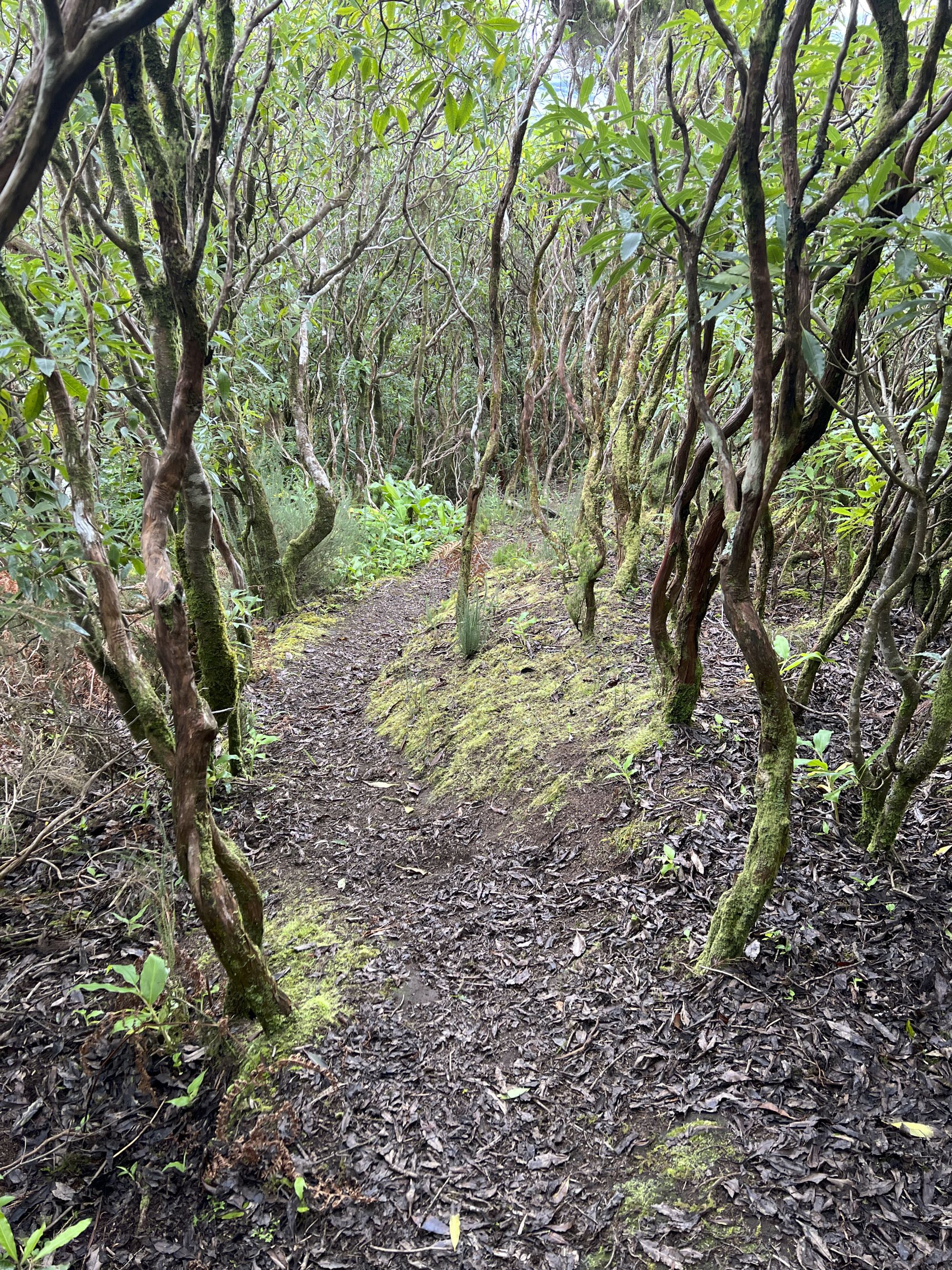Ein schmaler Pfad führt auf die Serra do Morião hinauf