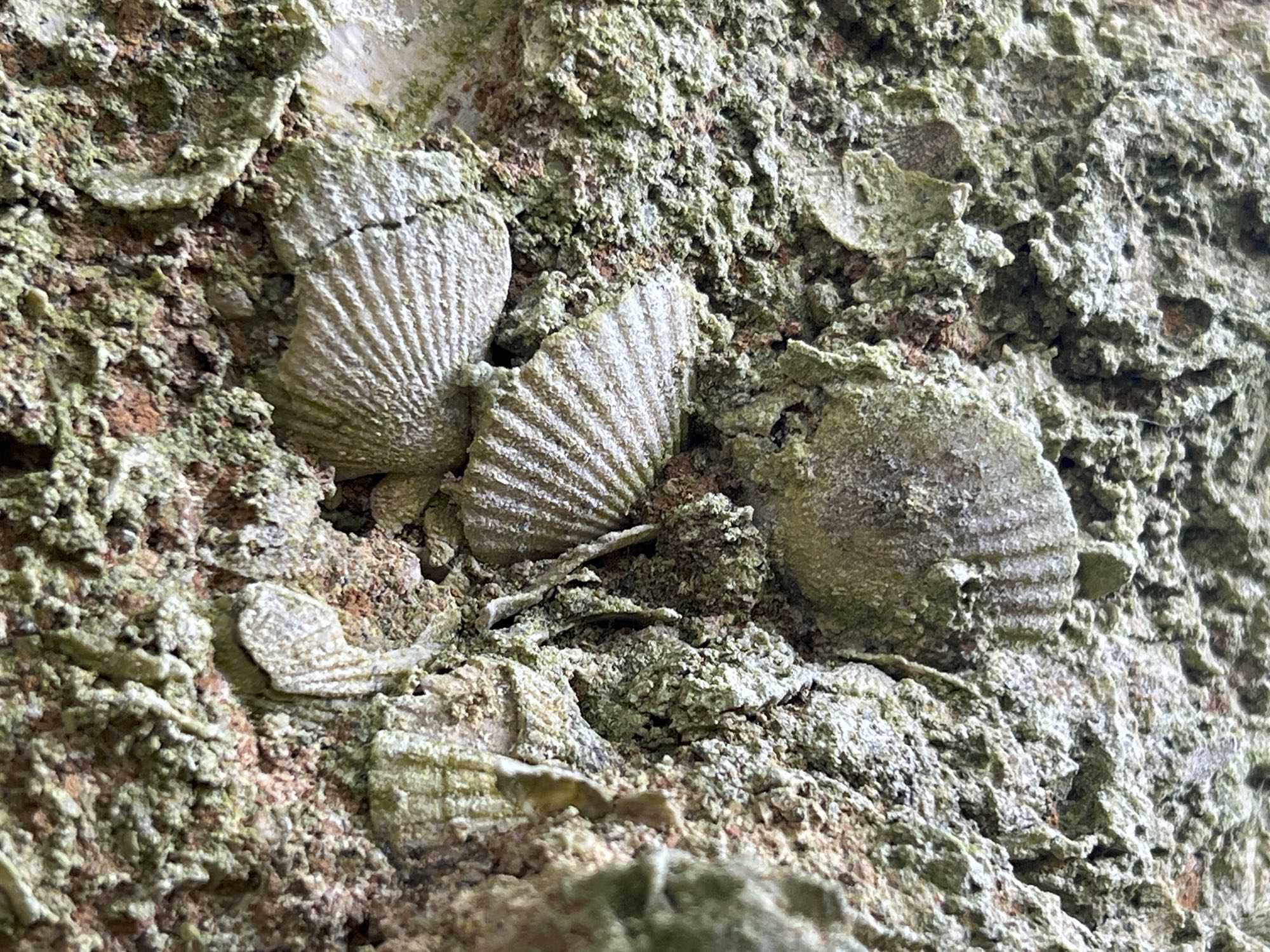 versteinerte Muschelschalen oberhalb der Bucht von Figueiral